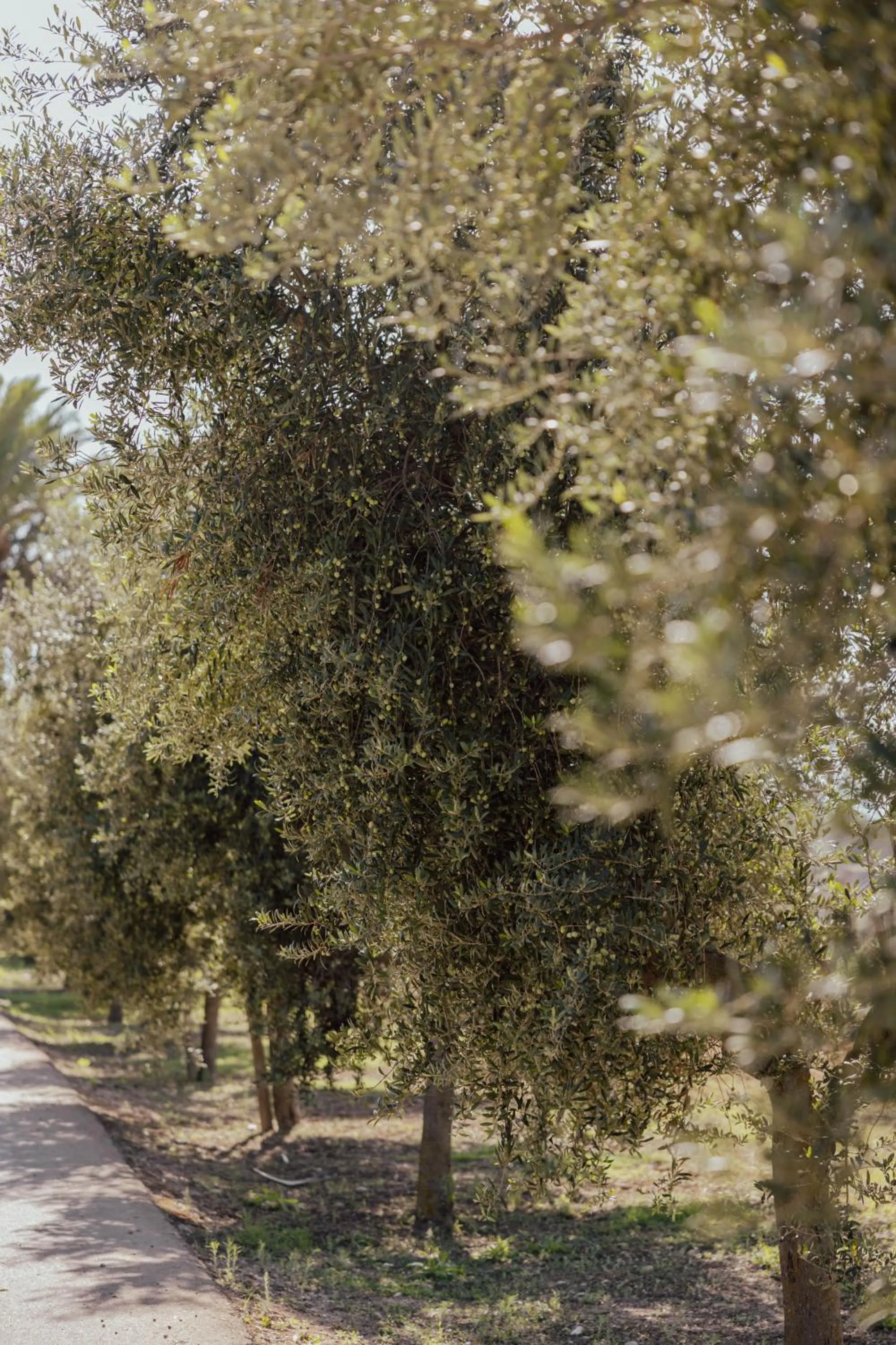 Day in Agroturismo Can Feliu