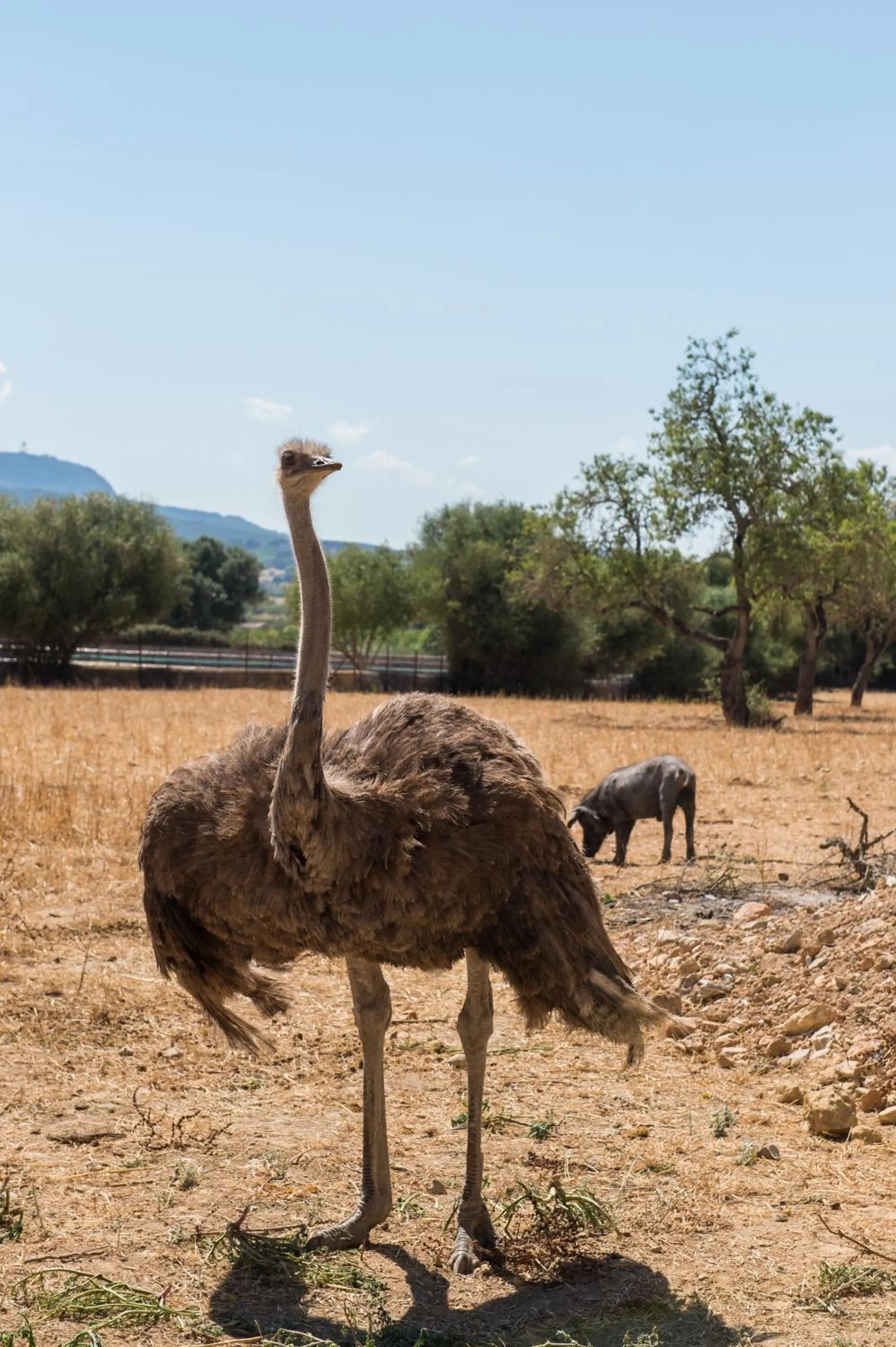 Other in Agroturismo Can Feliu