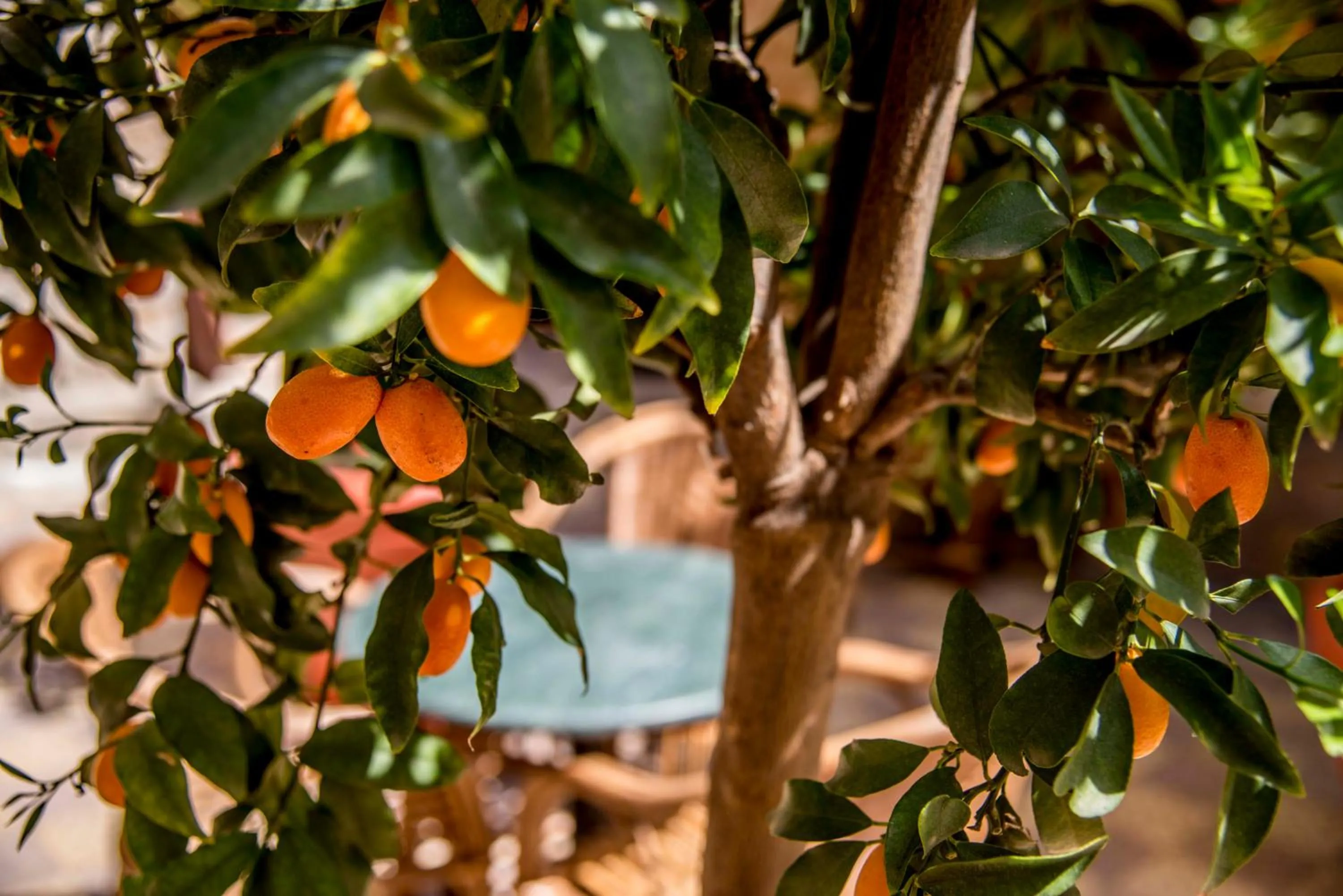 Breakfast in Dar Camelia