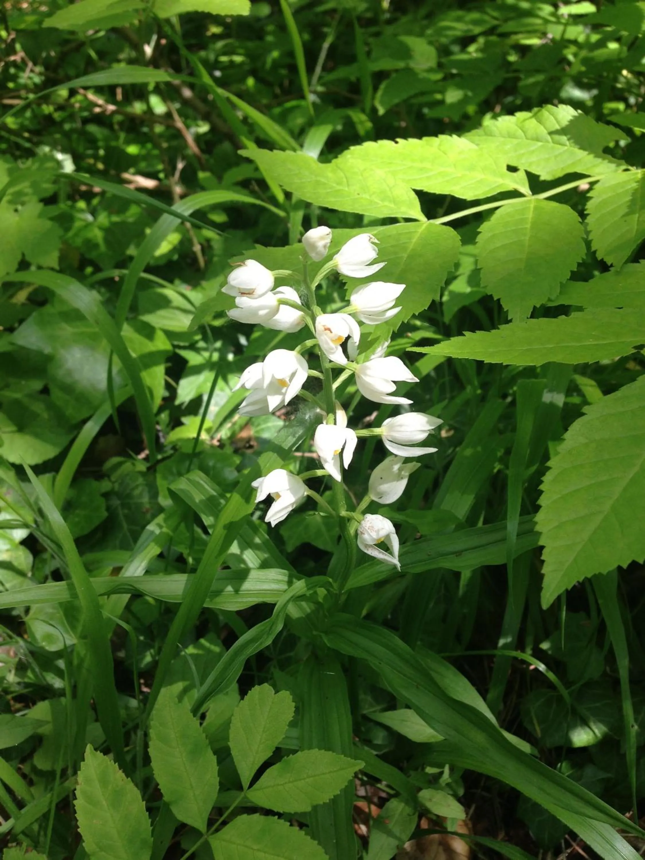 Garden in Le Prieuré
