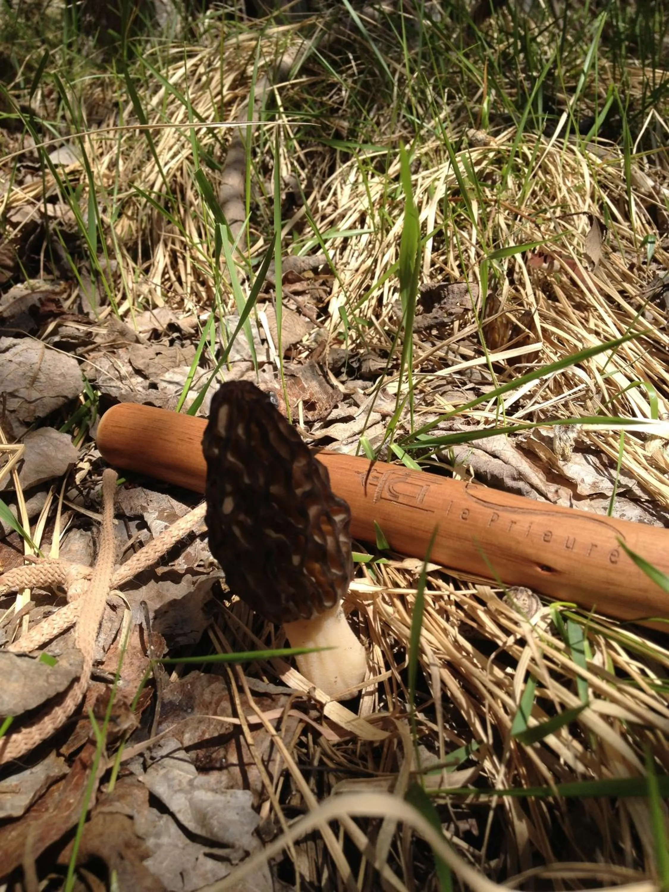 Area and facilities in Le Prieuré