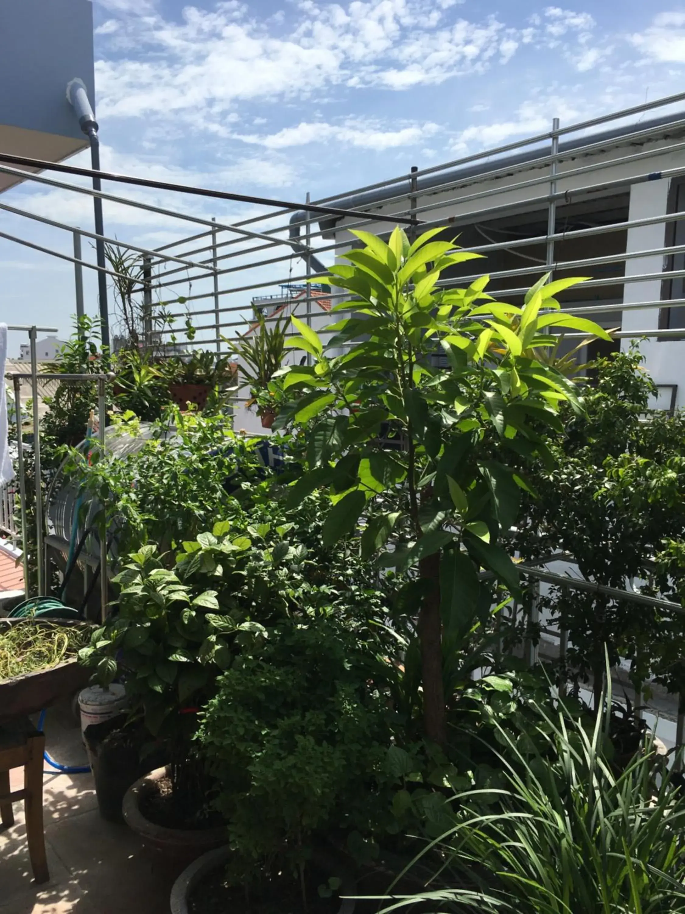 Garden view in Maily Hostel Garden view in Maily Hostel