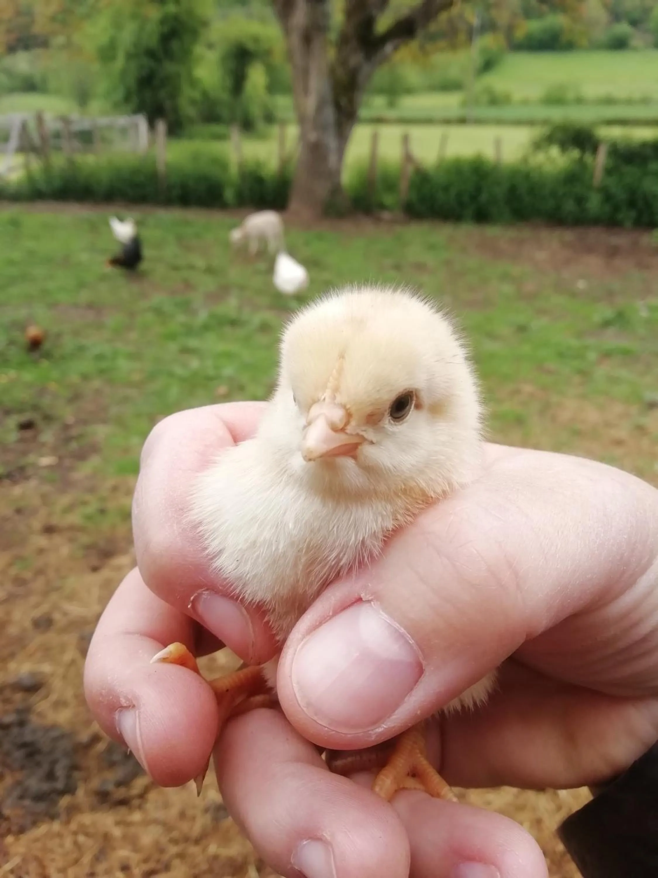 Other in La Haute Forge B&B