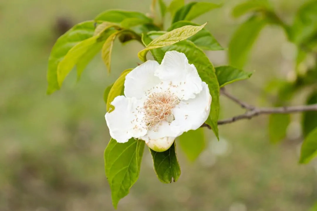 Day in Pousada Chalés São Francisco