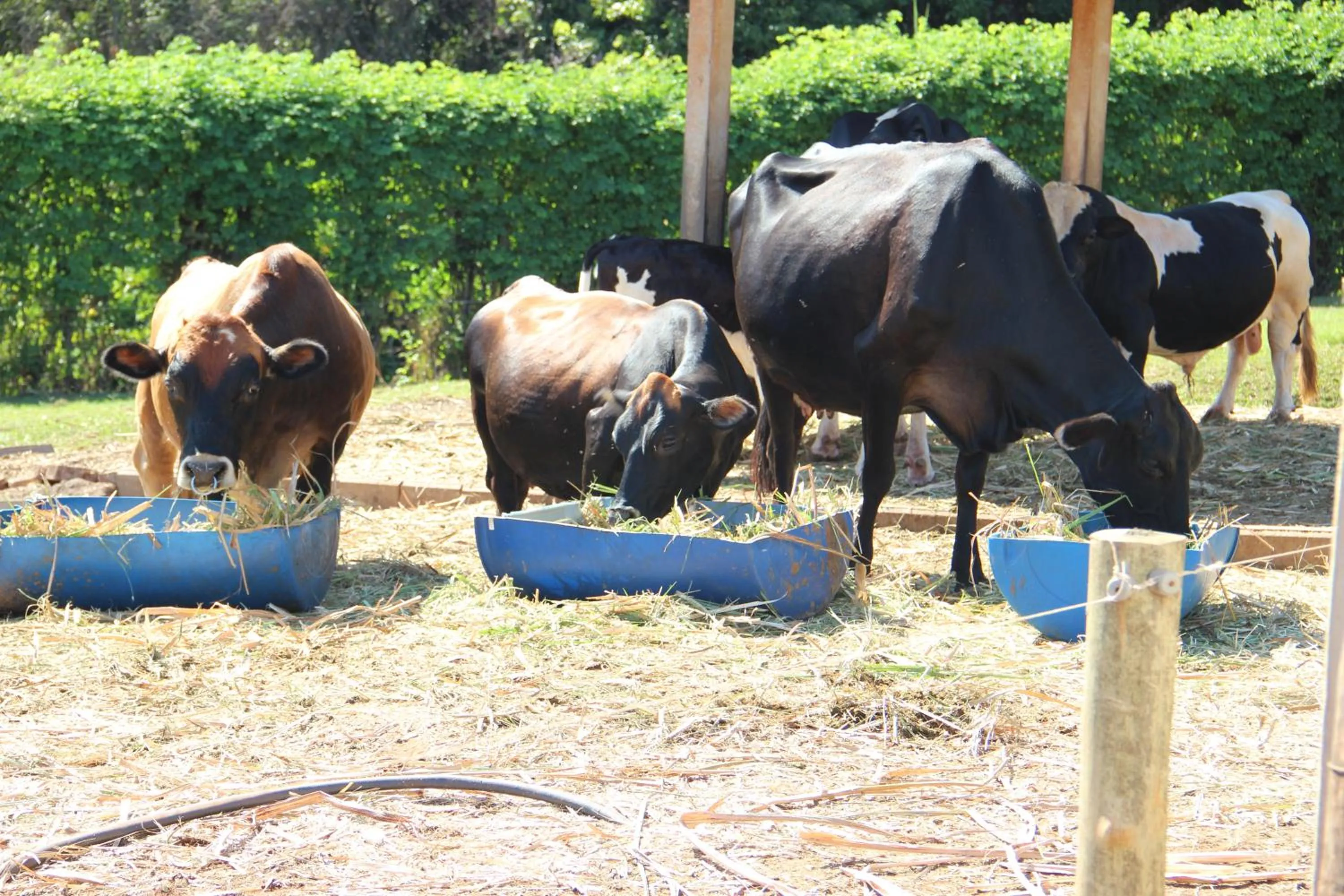 Pets in Monte Carlo Pousada