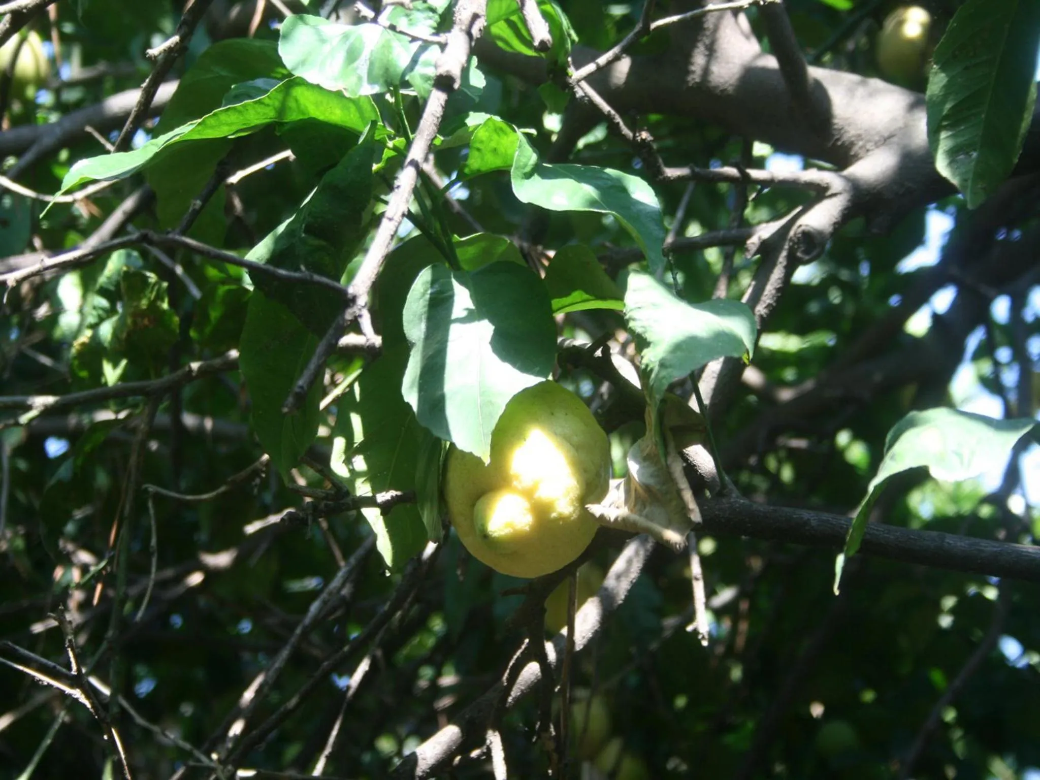 Garden in Il Giardino di Tonia - Oplontis Guest House - Bed & Garden -