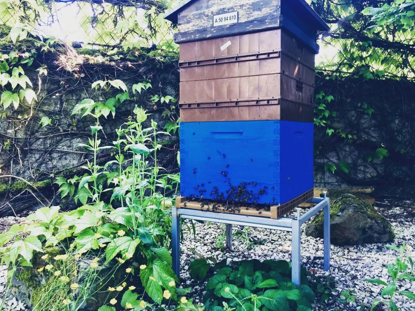 Property building in Aubépine