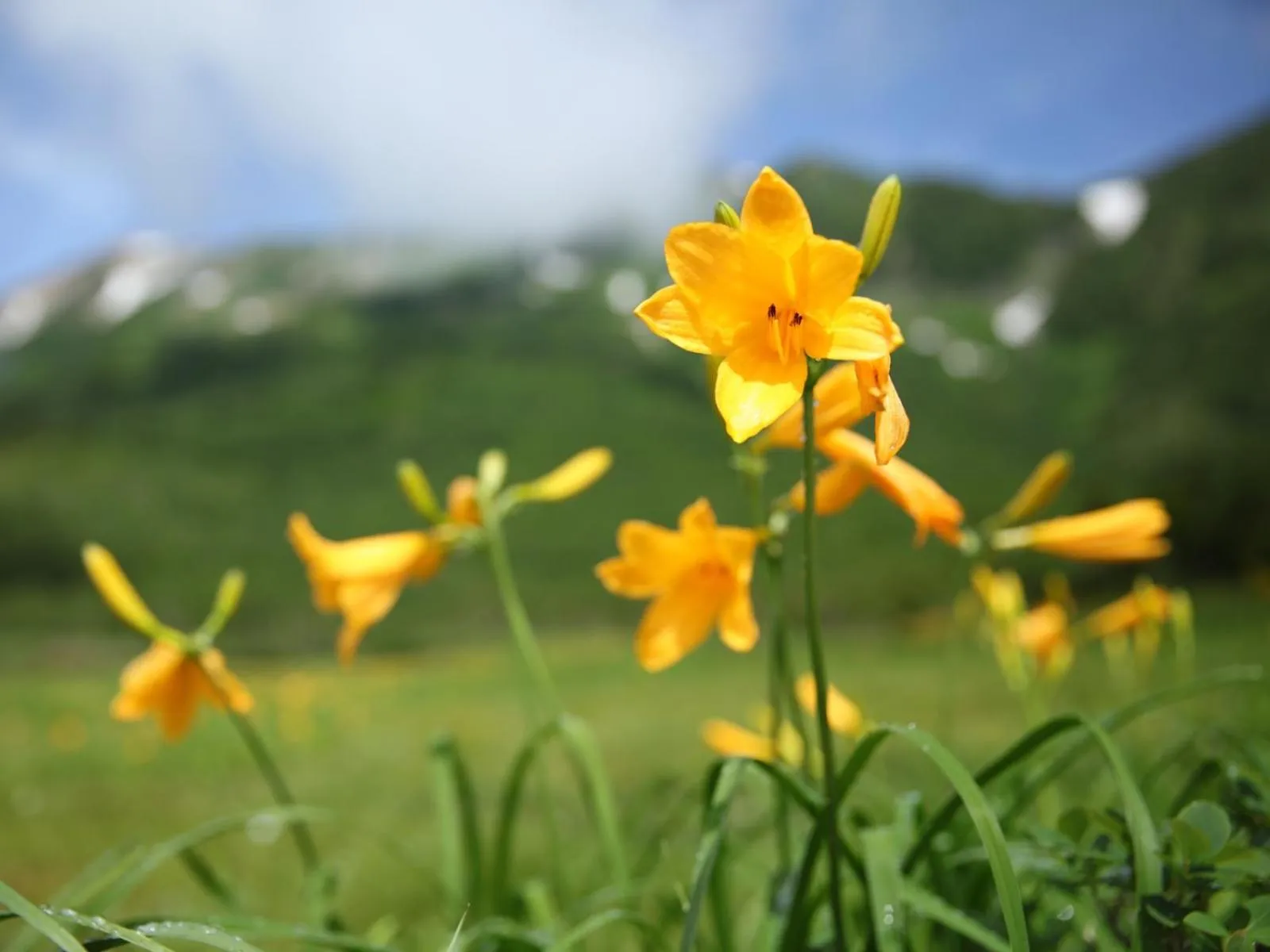 Spring in Apprising hotels GranJam Tsugaike