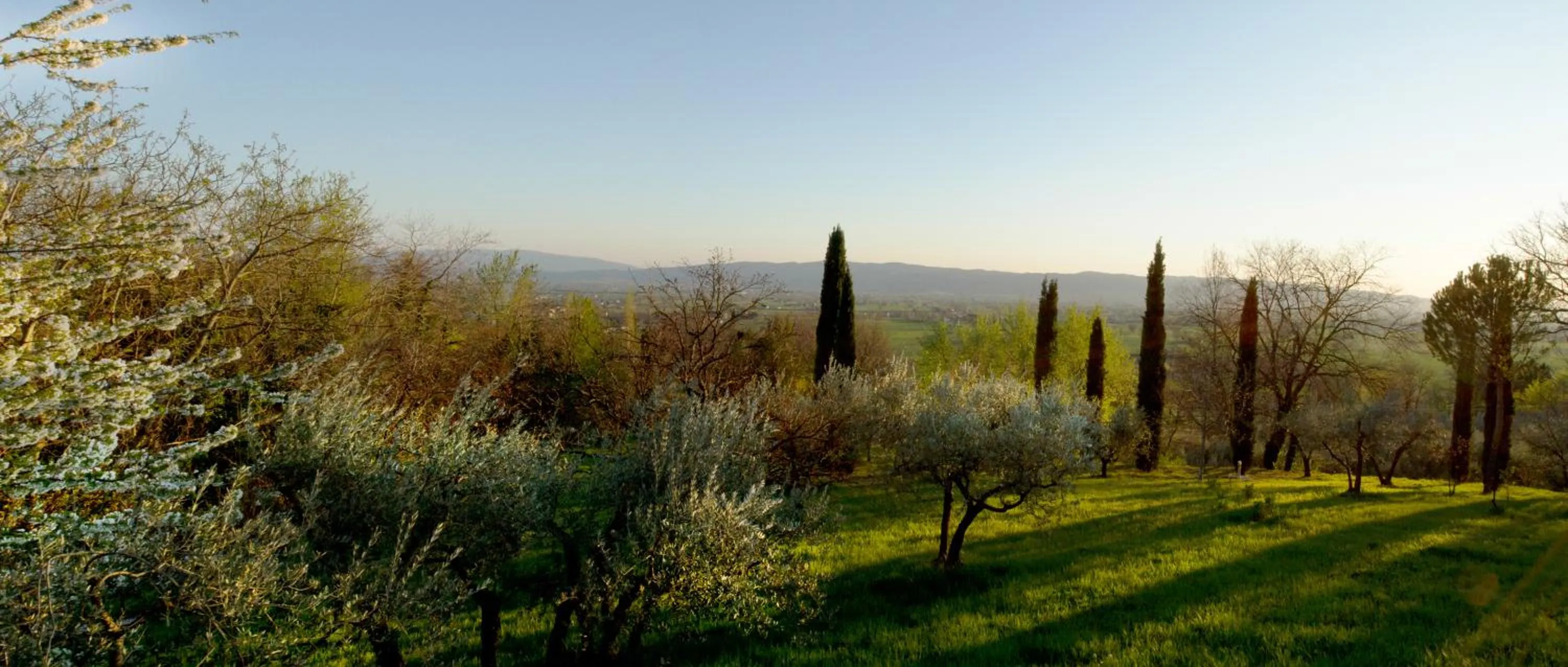 Natural landscape in Villa Degli Ulivi