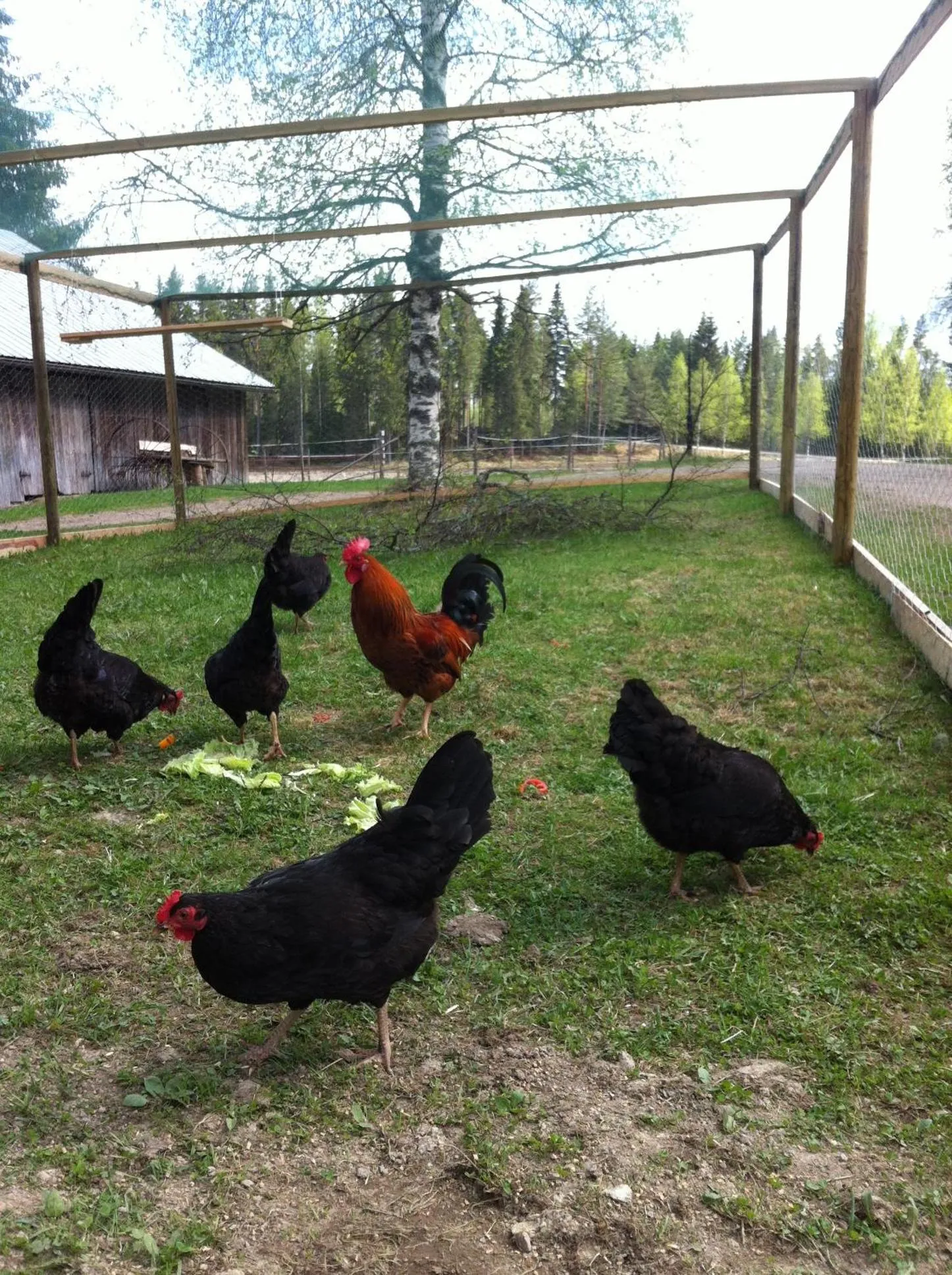 Pets in Purola Farm Guesthouse