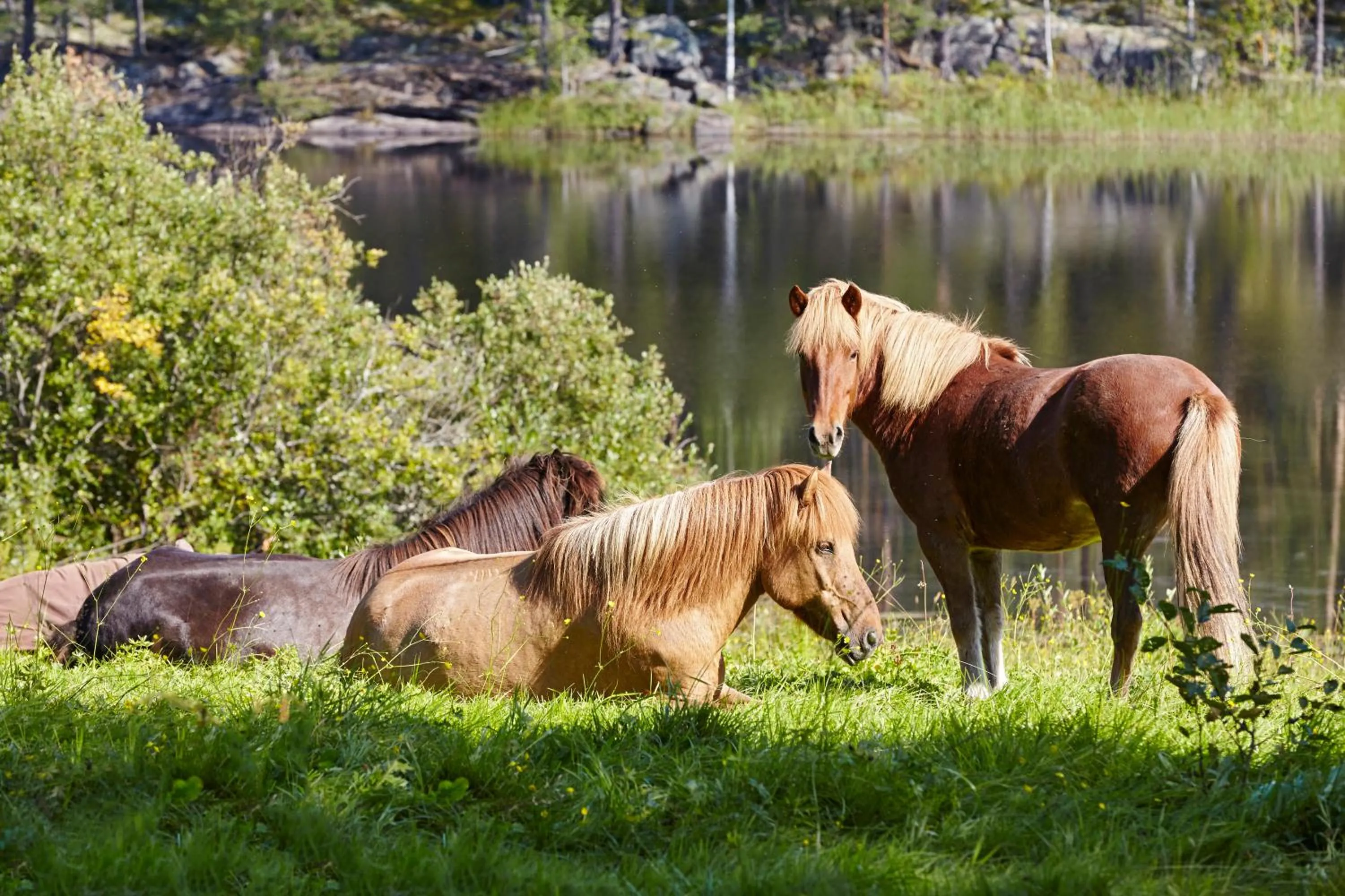 Pets in Purola Farm Guesthouse