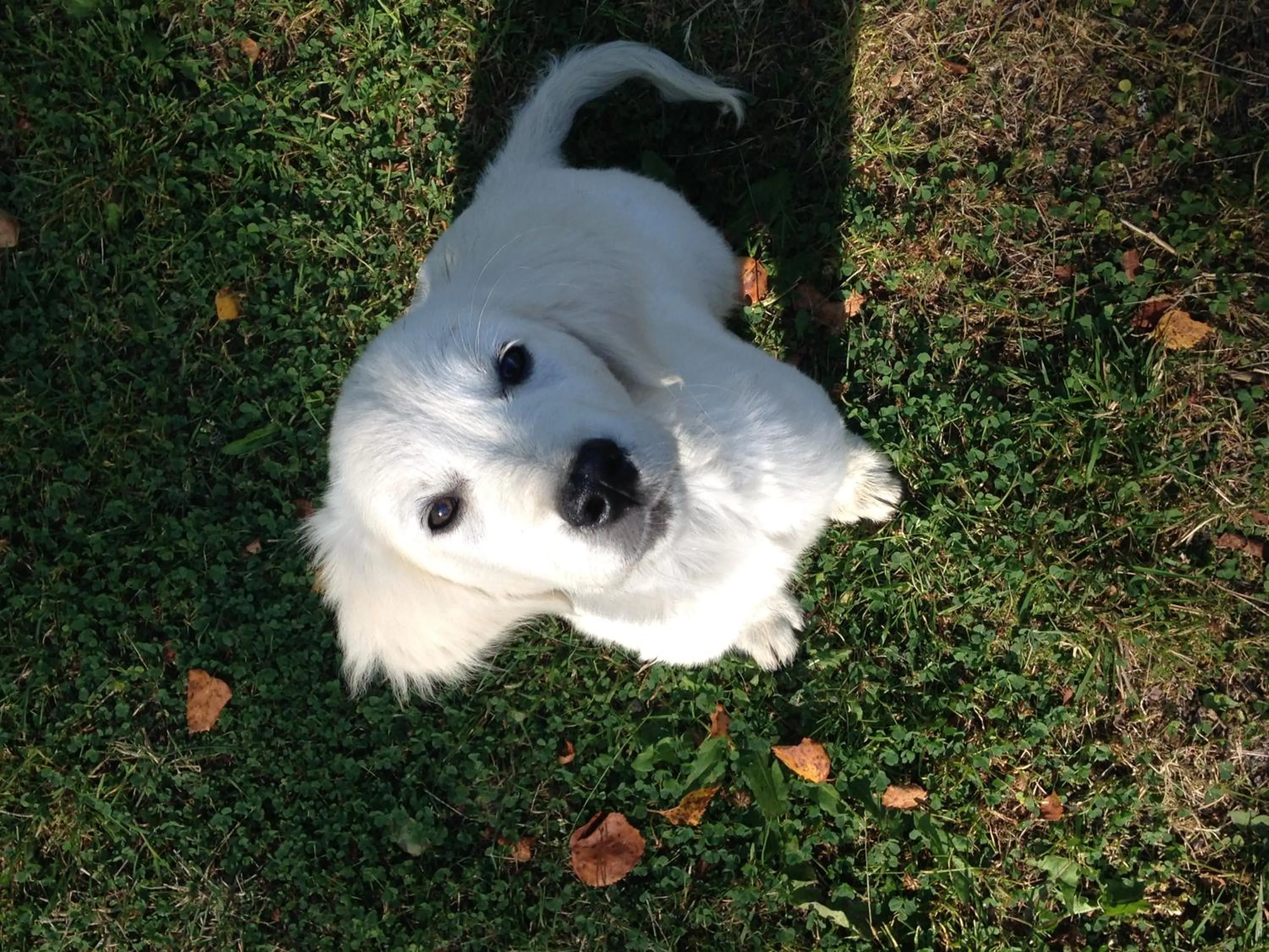 Pets in Purola Farm Guesthouse