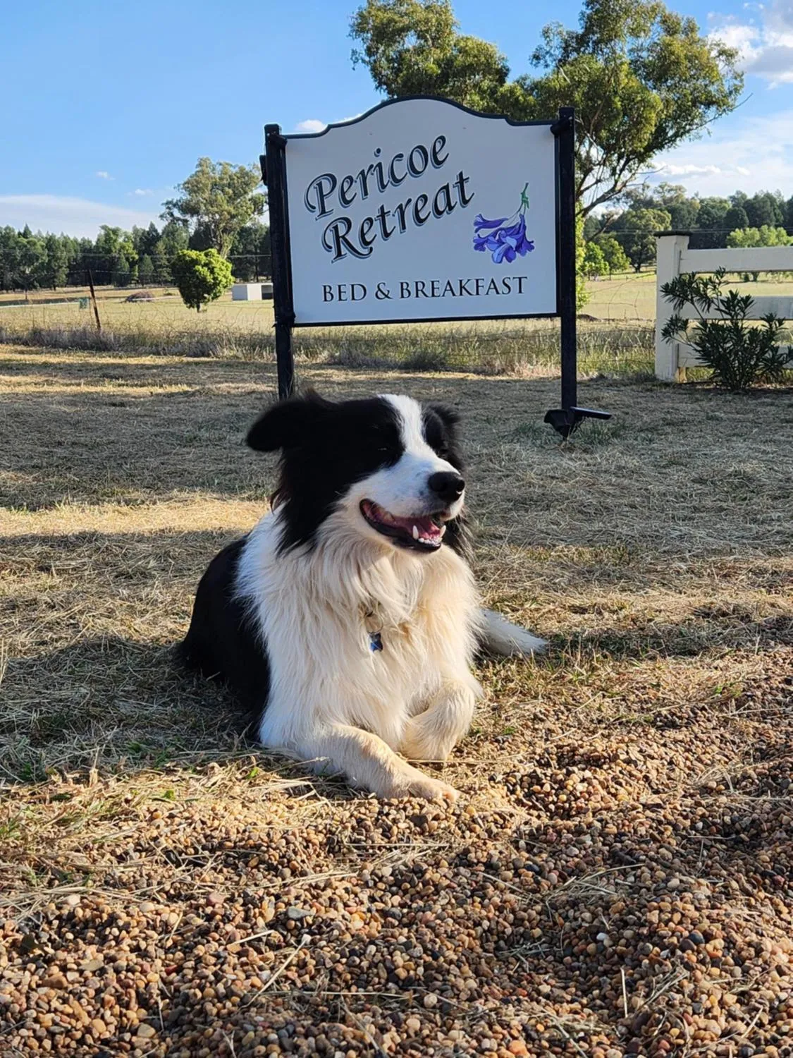 Animals in Pericoe Retreat