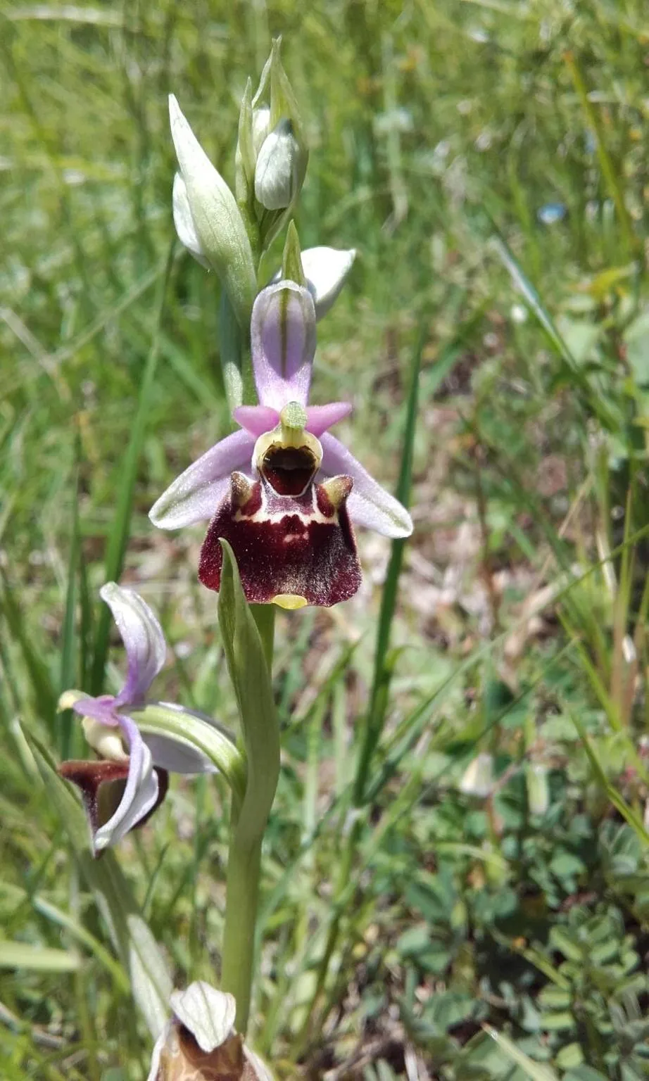 Garden in Chambres d'Hôtes Les Muriers