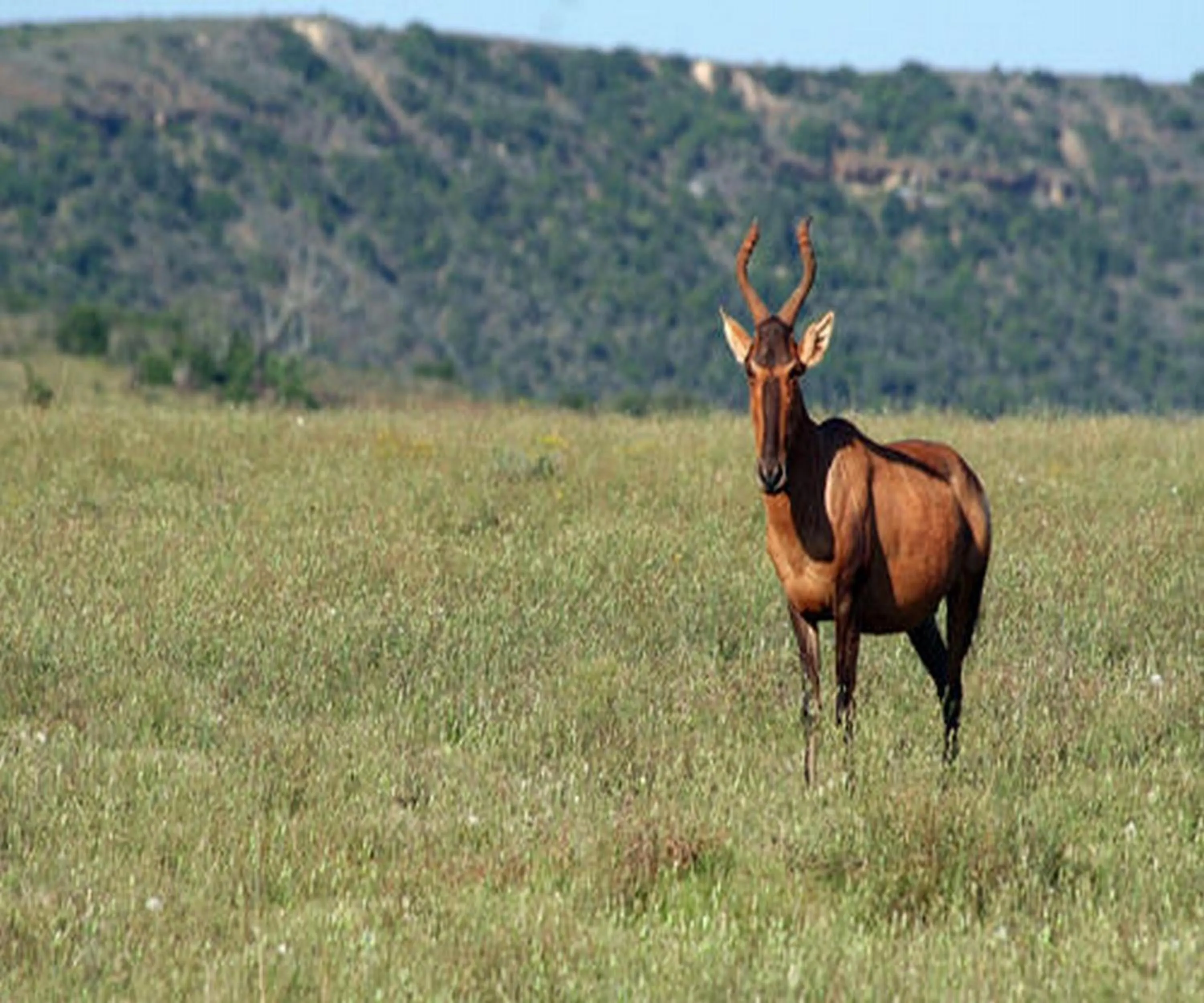 Natural landscape in Leeuwenbosch Country House - Amakhala Game Reserve