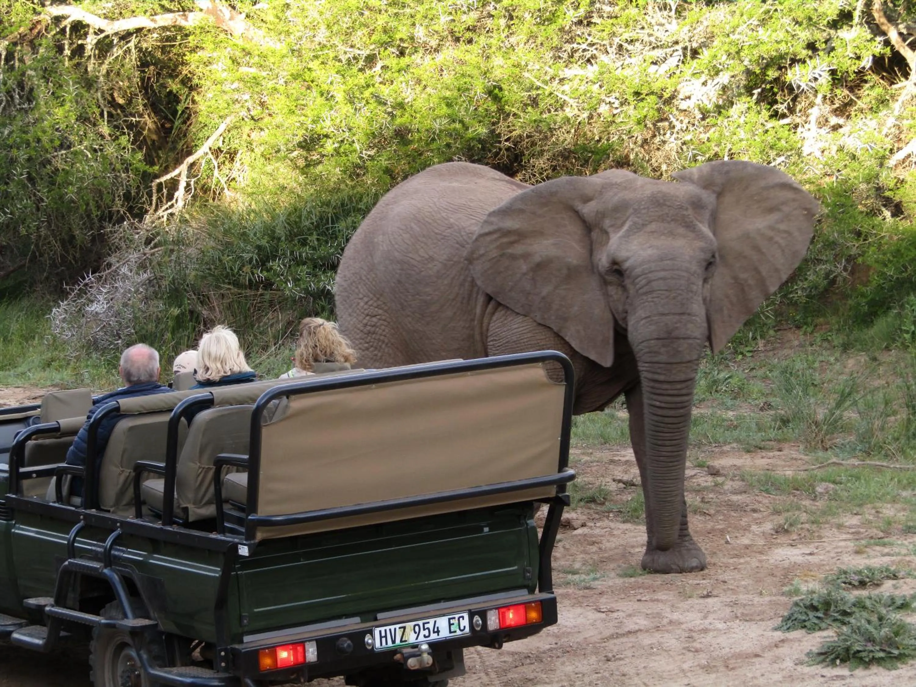 Activities in Leeuwenbosch Country House - Amakhala Game Reserve