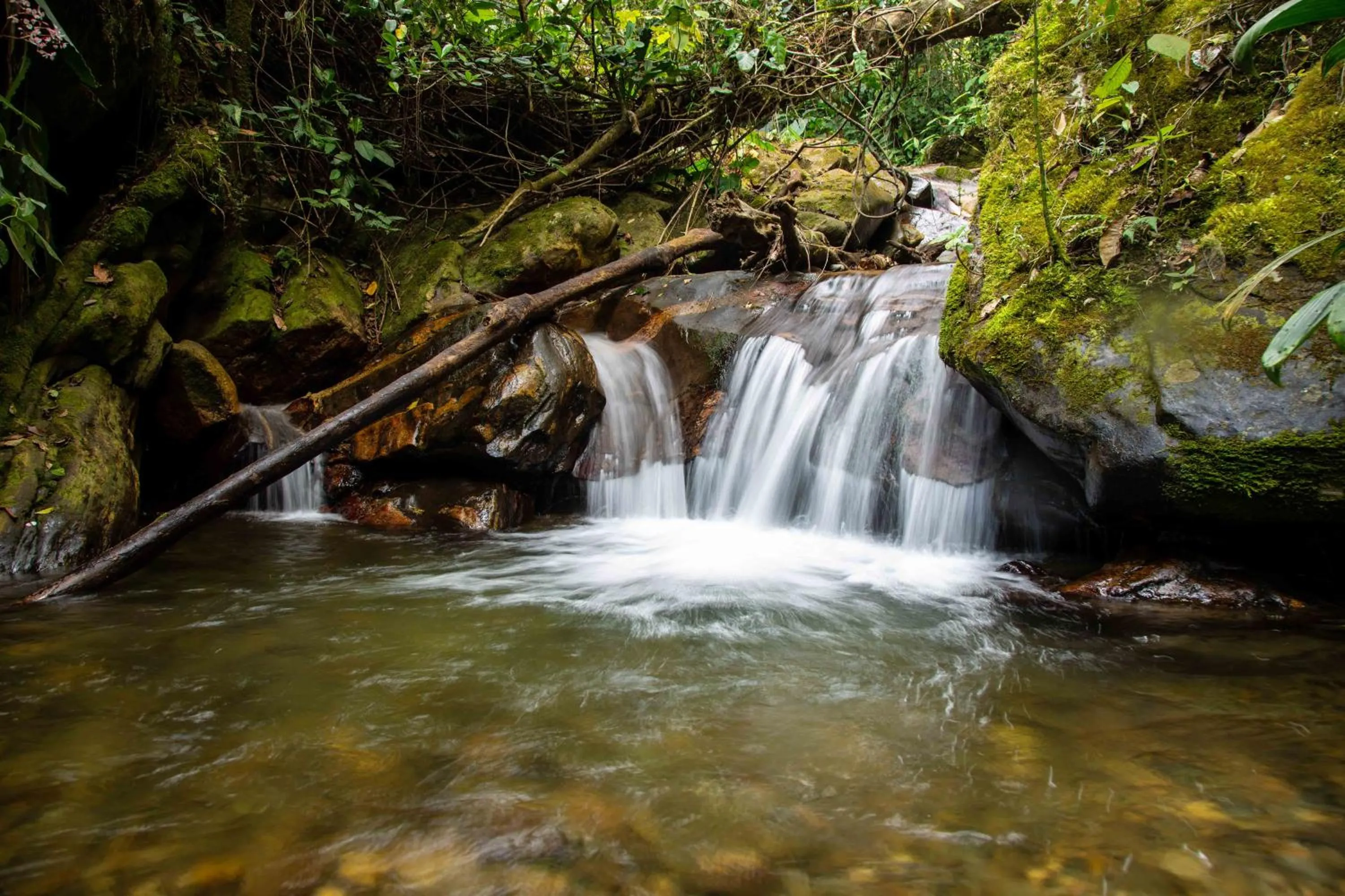 Garden in Loma Nevada Minca Hotel