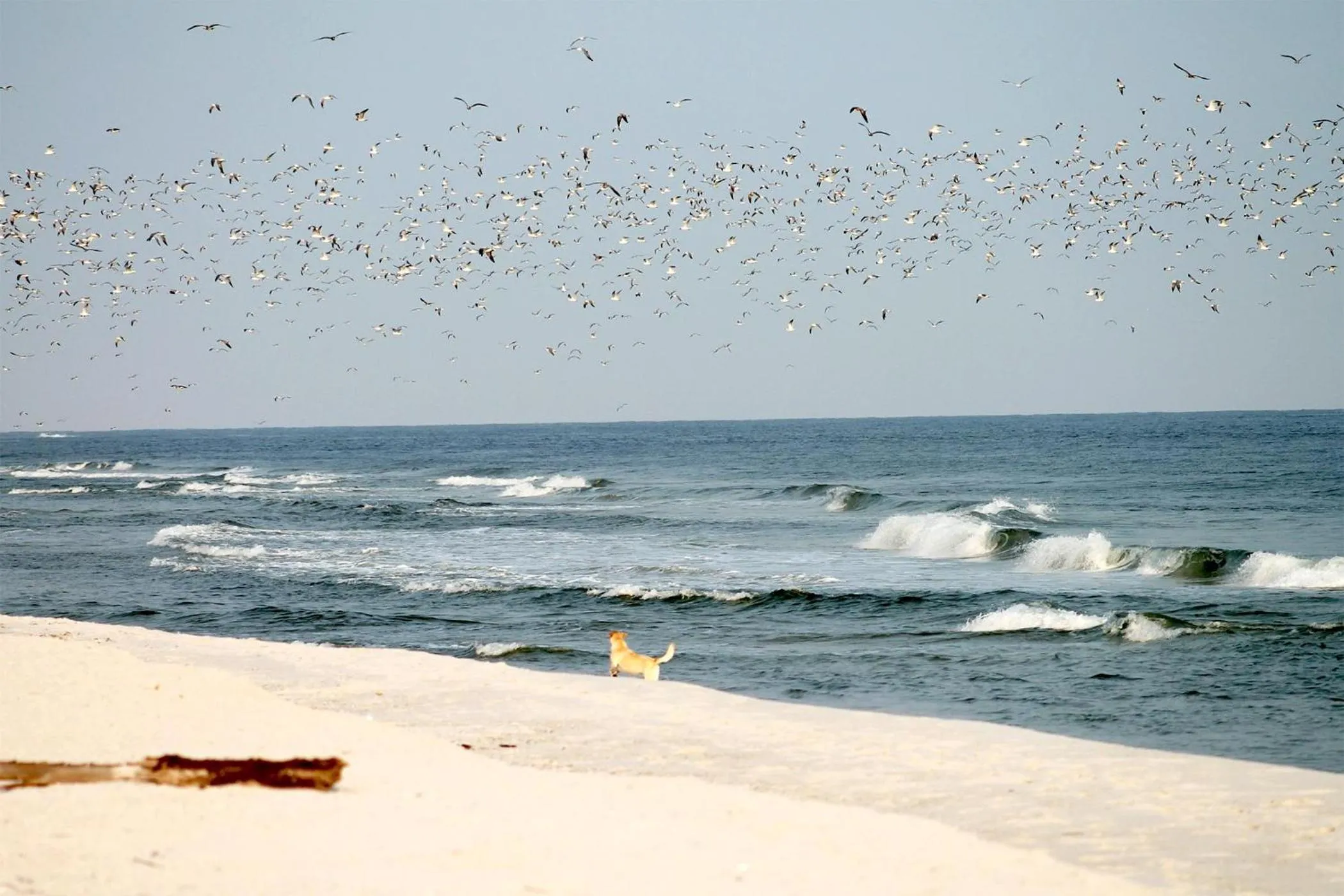 Beach in White Pearl Apartment 1.01