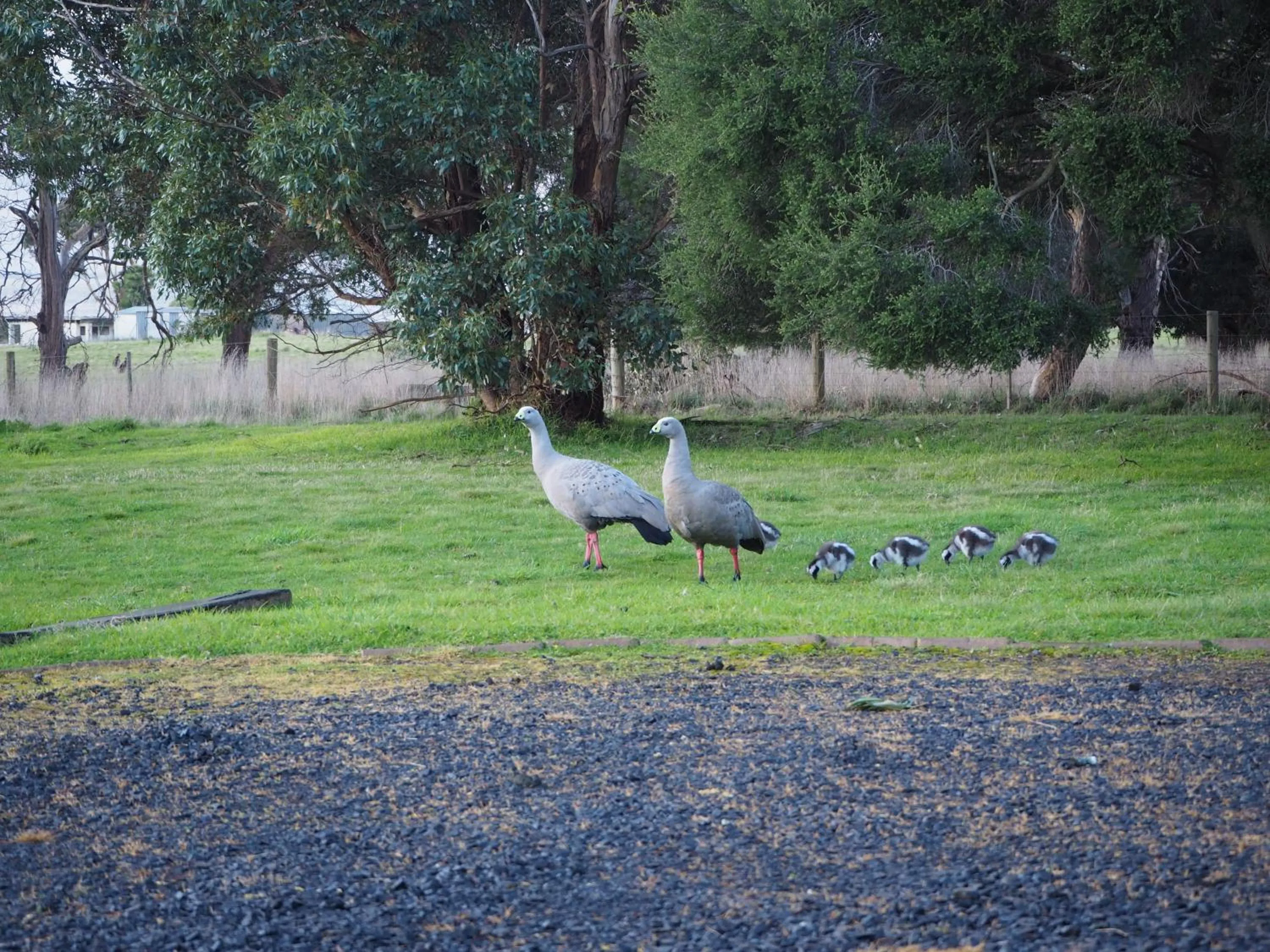 Banksia Park Estate