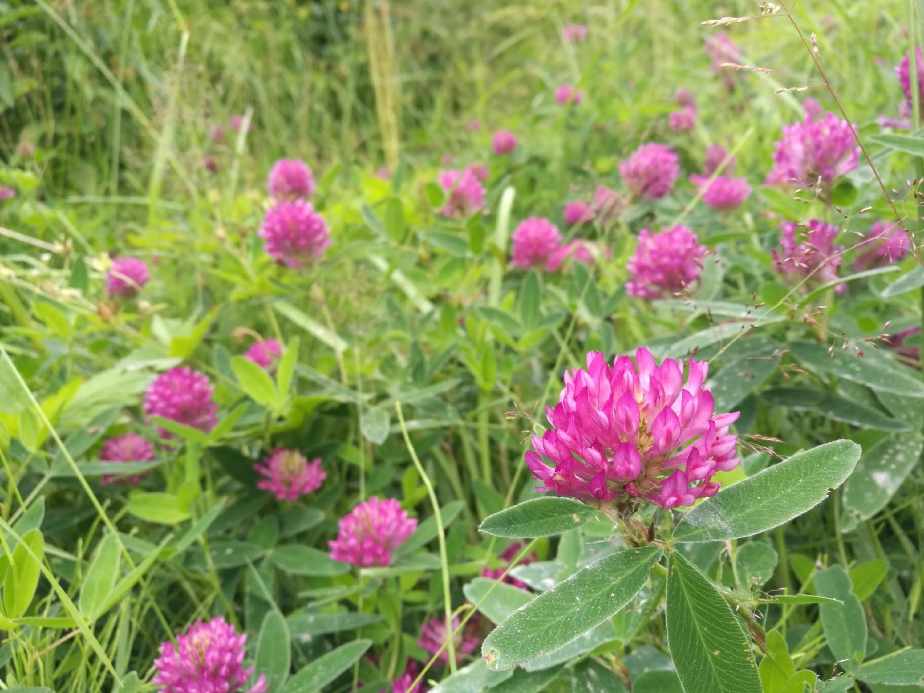 Natural landscape in Tervalepikon Torpat