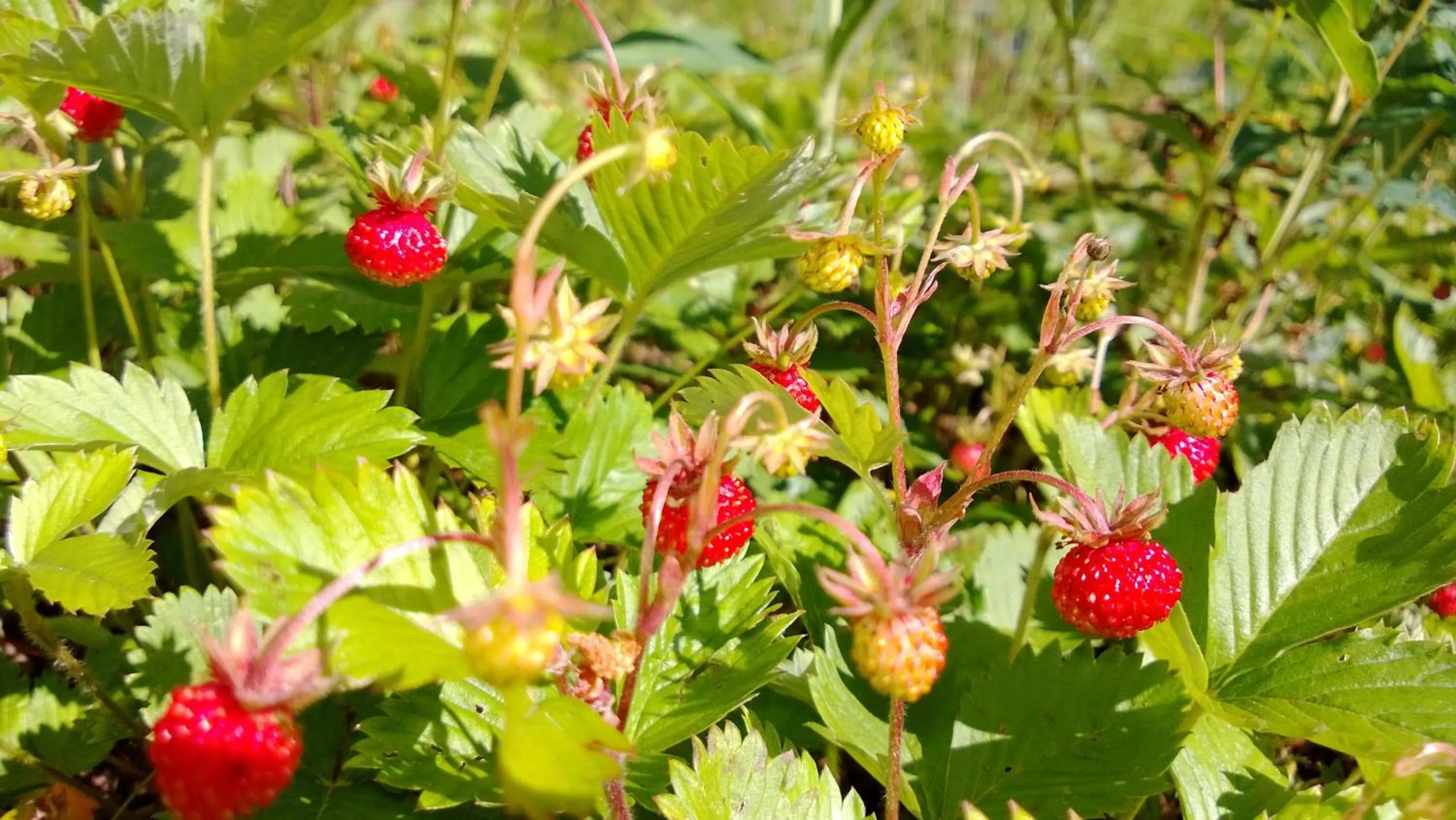 Garden in Tervalepikon Torpat