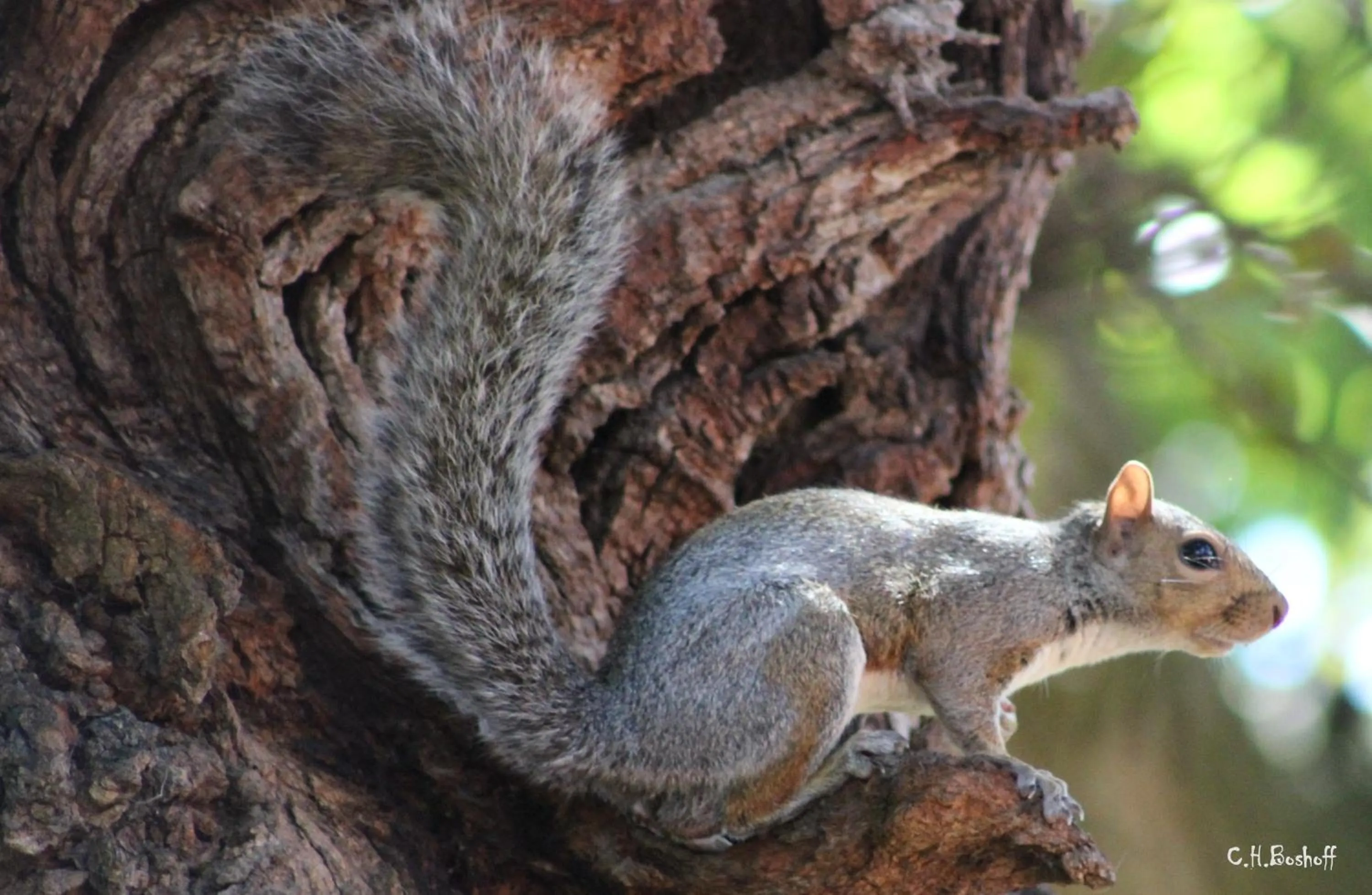 Animals in Vredenburg Manor House