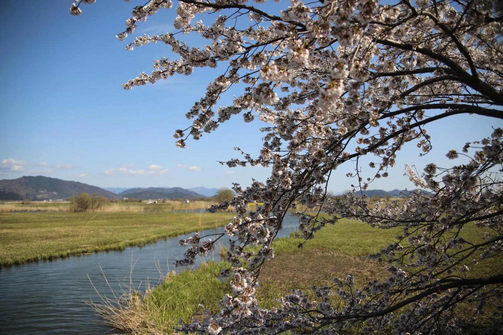 Spring in Stay Omihachiman Ekimae Inn