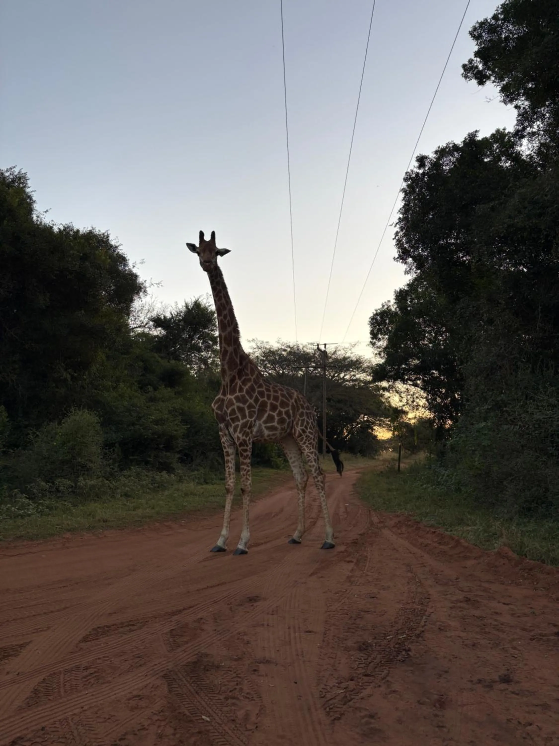 View (from property/room) in Gooderson Bushlands Game Lodge
