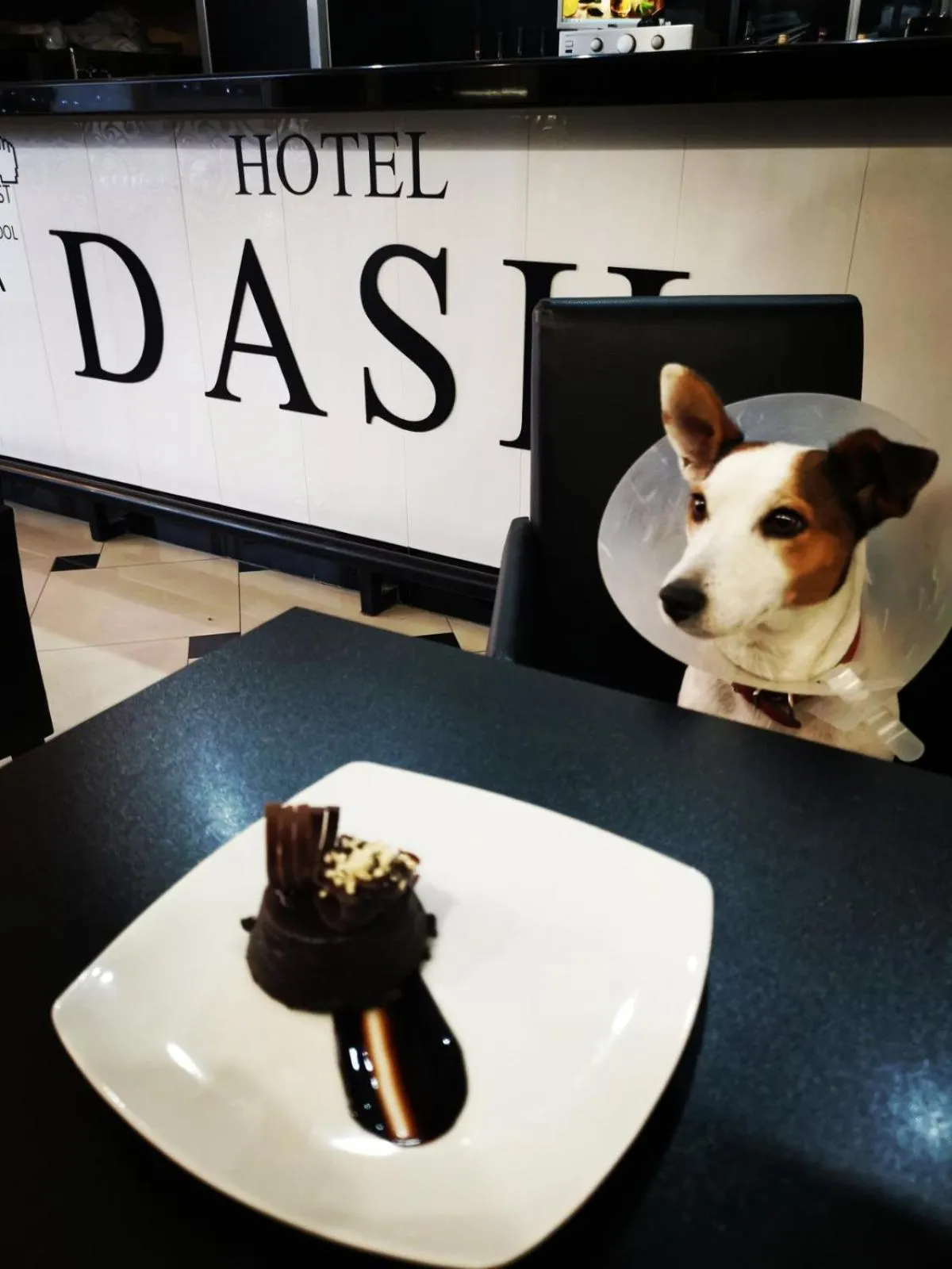 Pets in Garni Hotel Dash