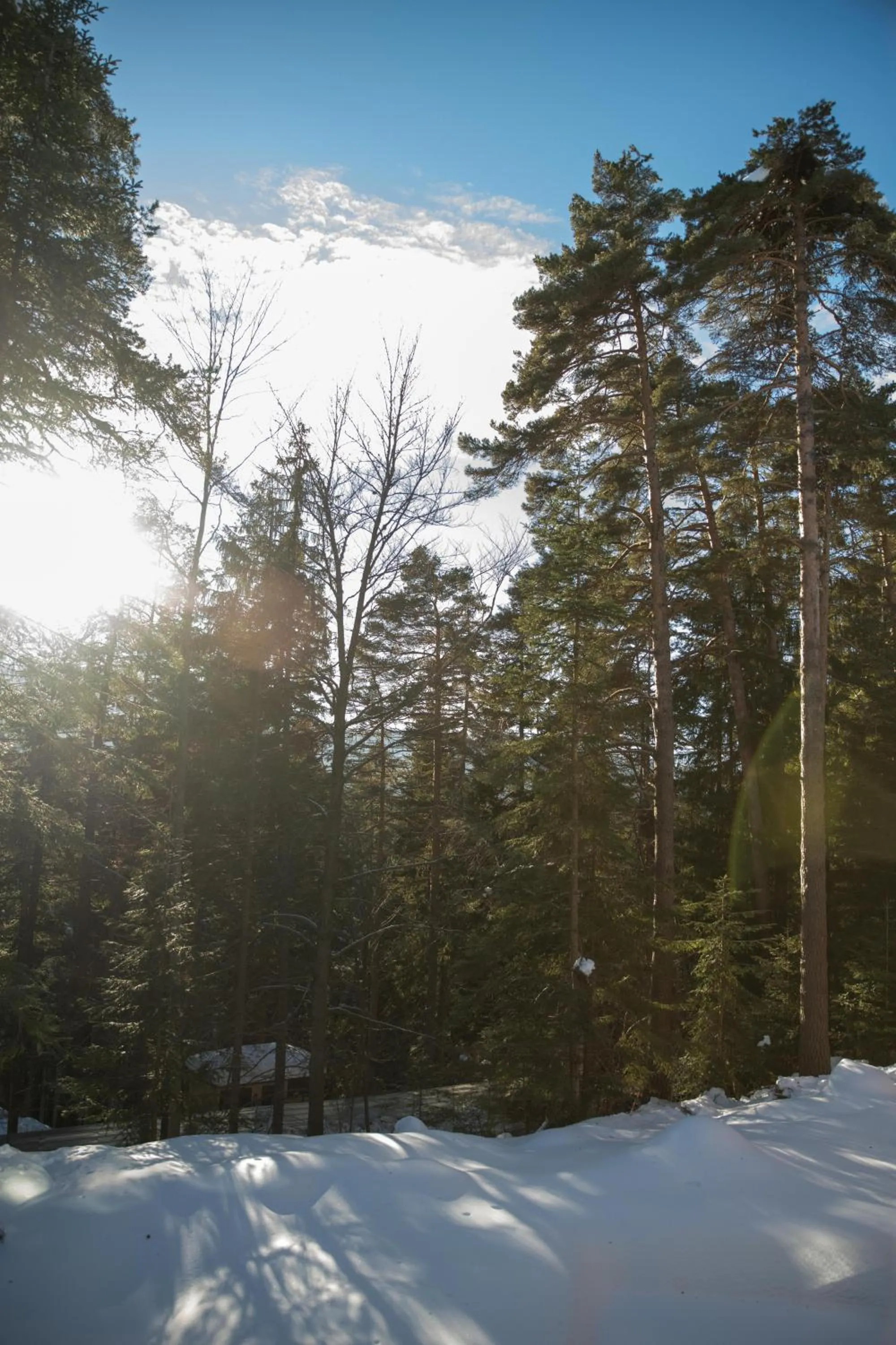 View (from property/room) in Hotel Borovets Edelweiss