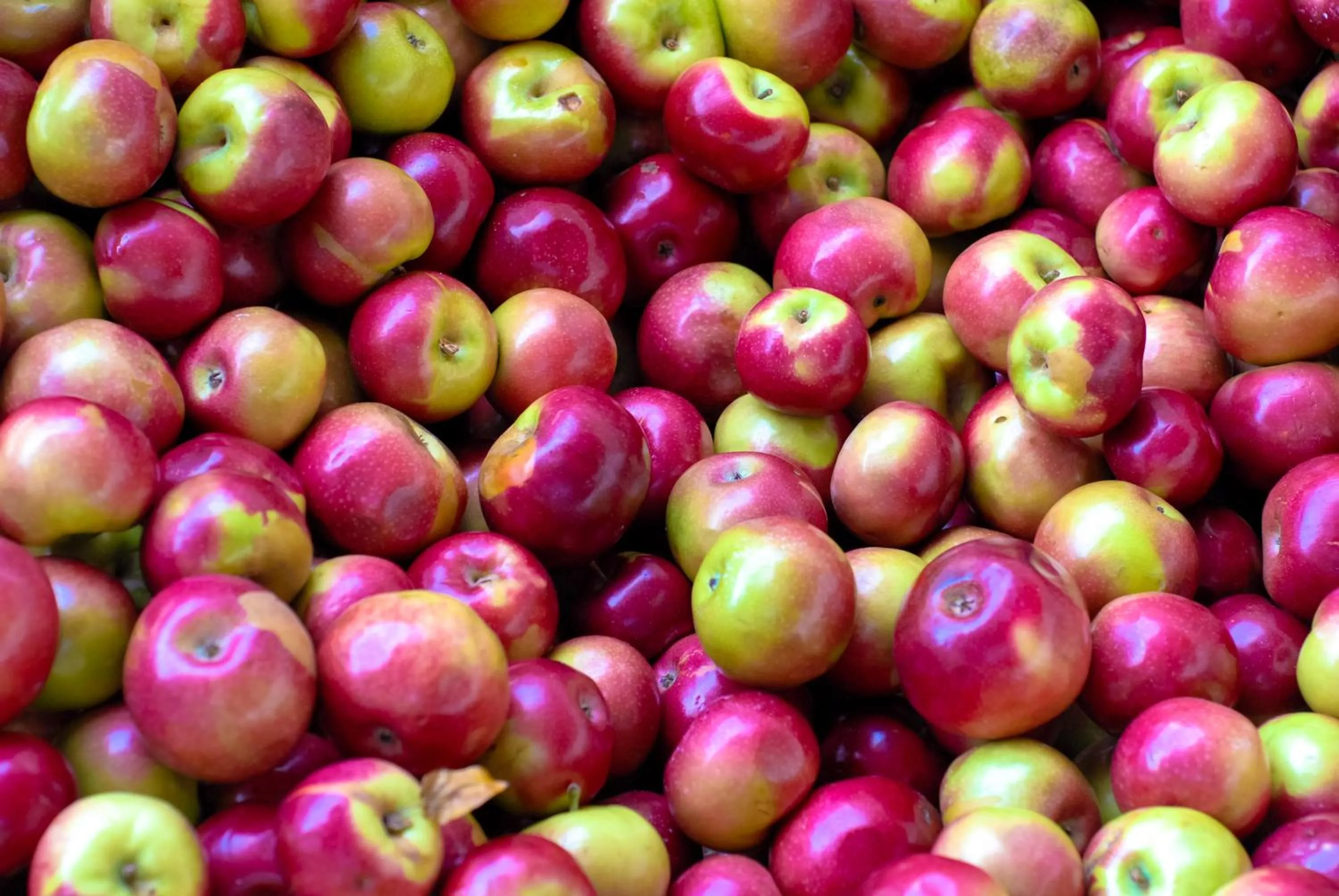 Food in Best Western Plus Waterbury - Stowe