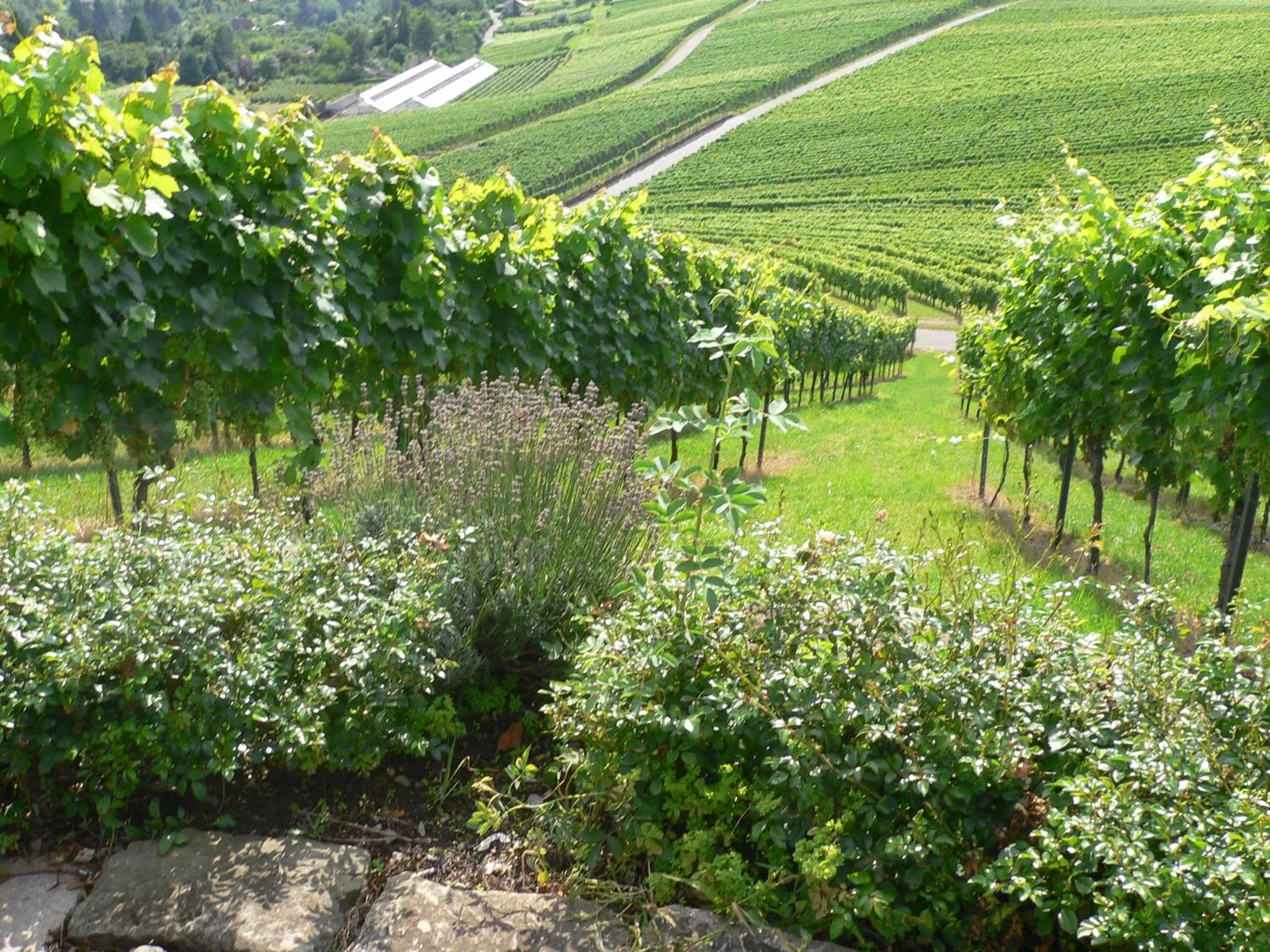 Natural landscape in Hotel Adler Asperg