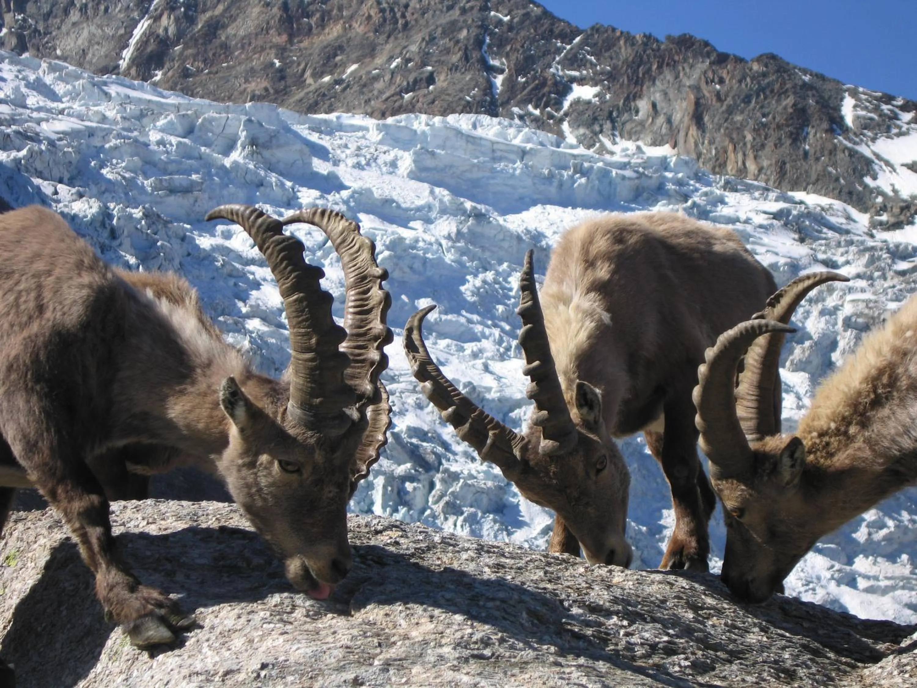 Lifestyle & Spa Hotel Grächerhof