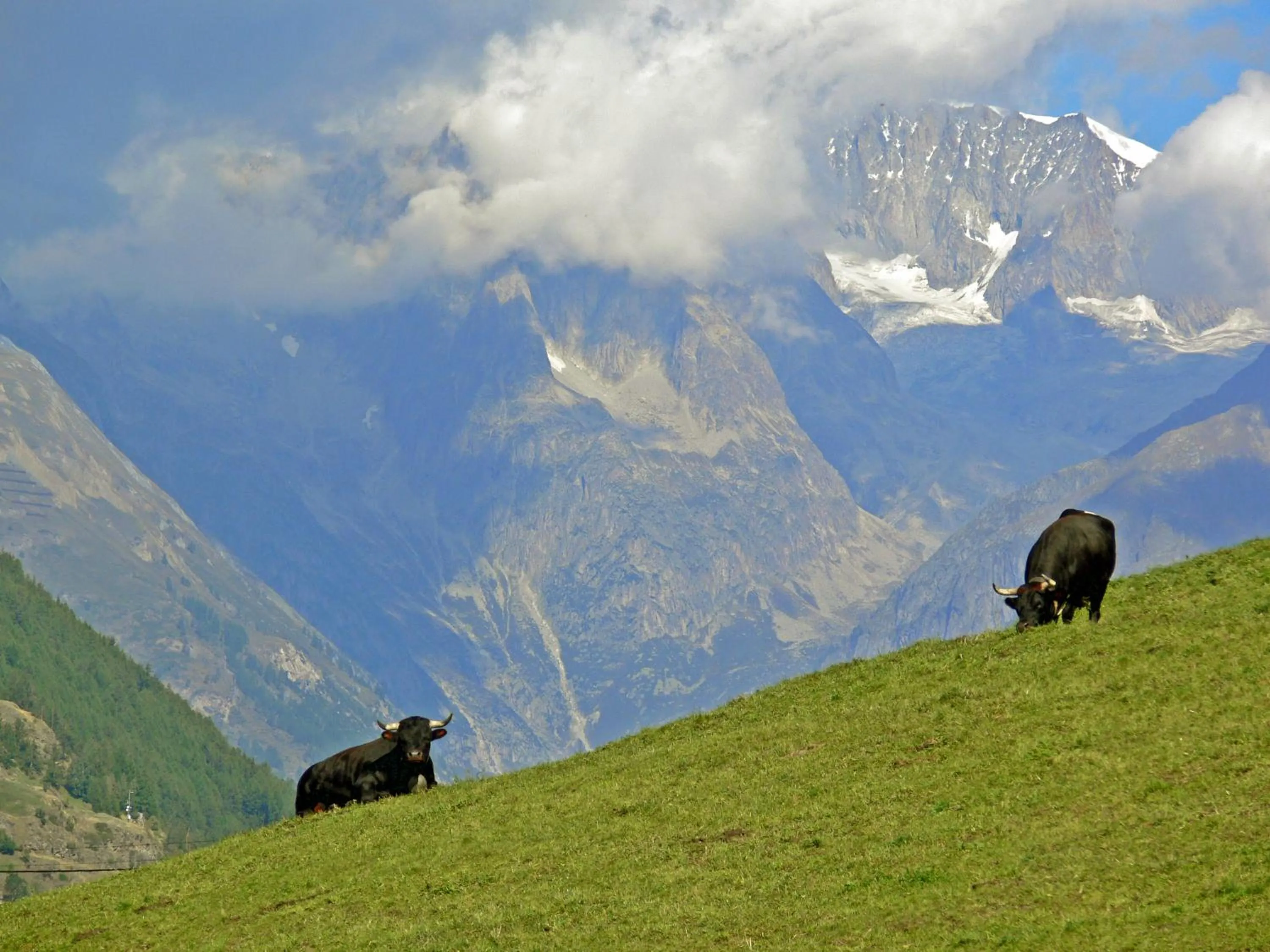 Area and facilities in Lifestyle & Spa Hotel Grächerhof