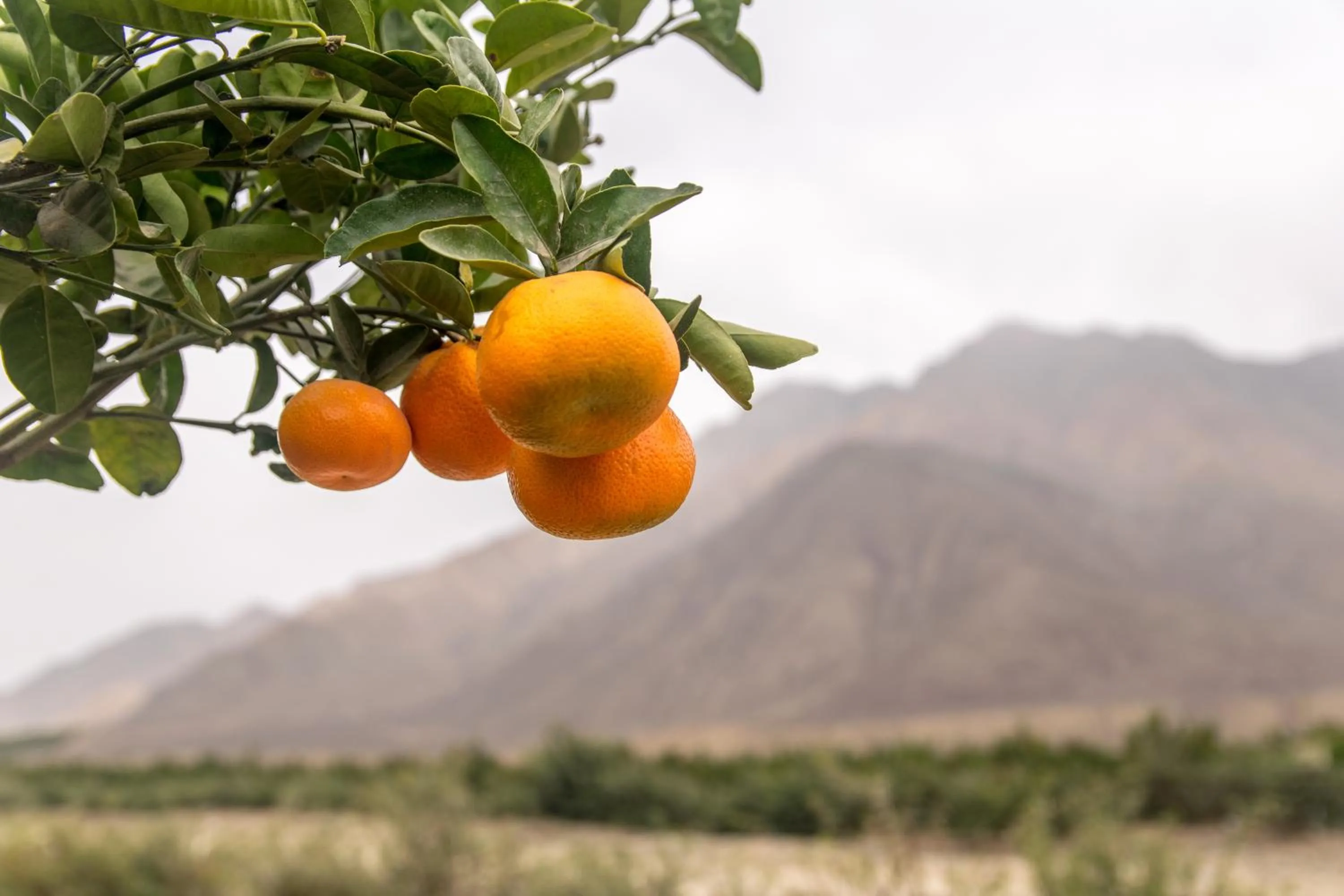 Area and facilities in Empedrada Ranch & Lodge - Hotel Asociado Casa Andina