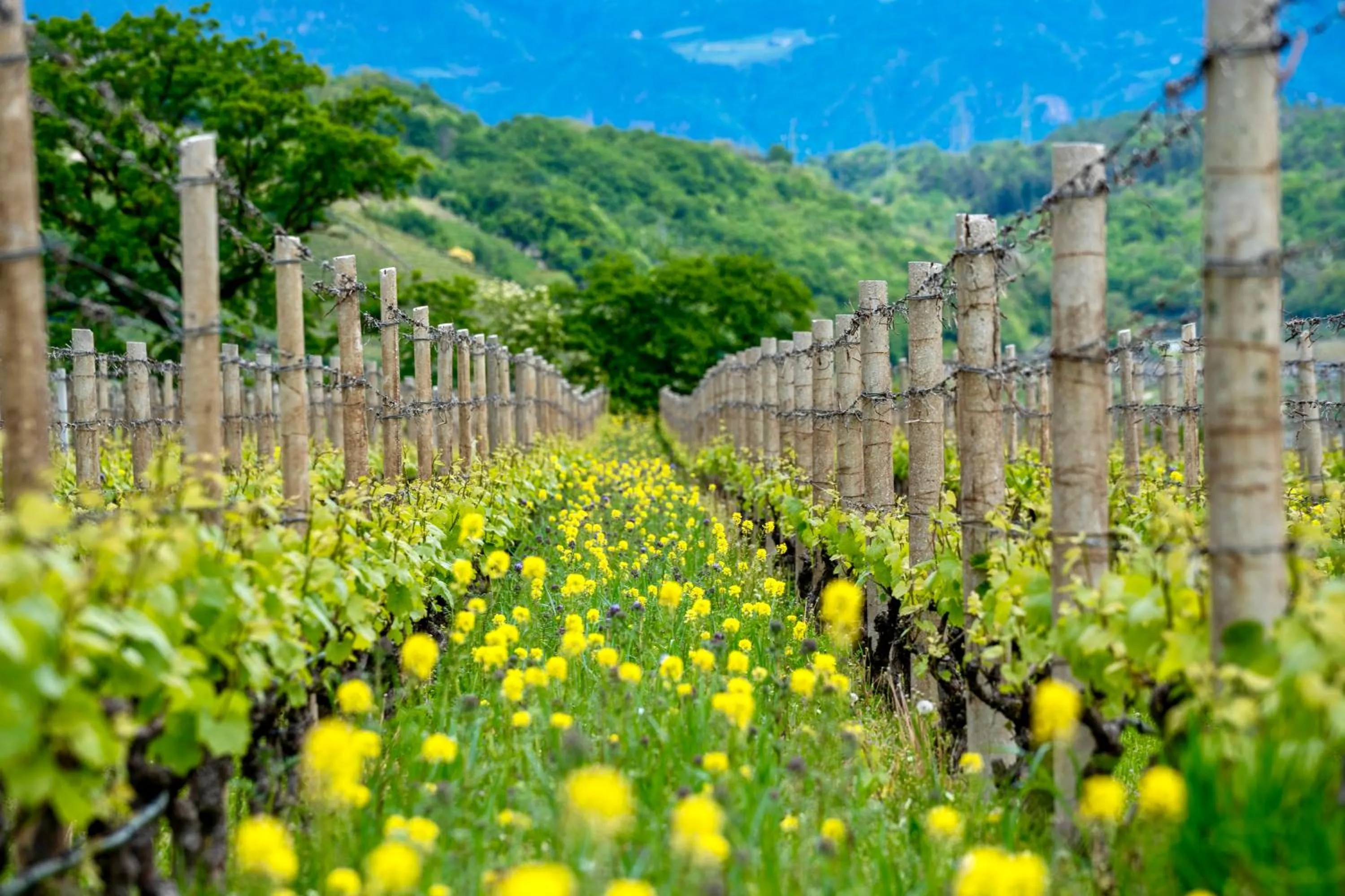 Natural landscape in Chalet Agave
