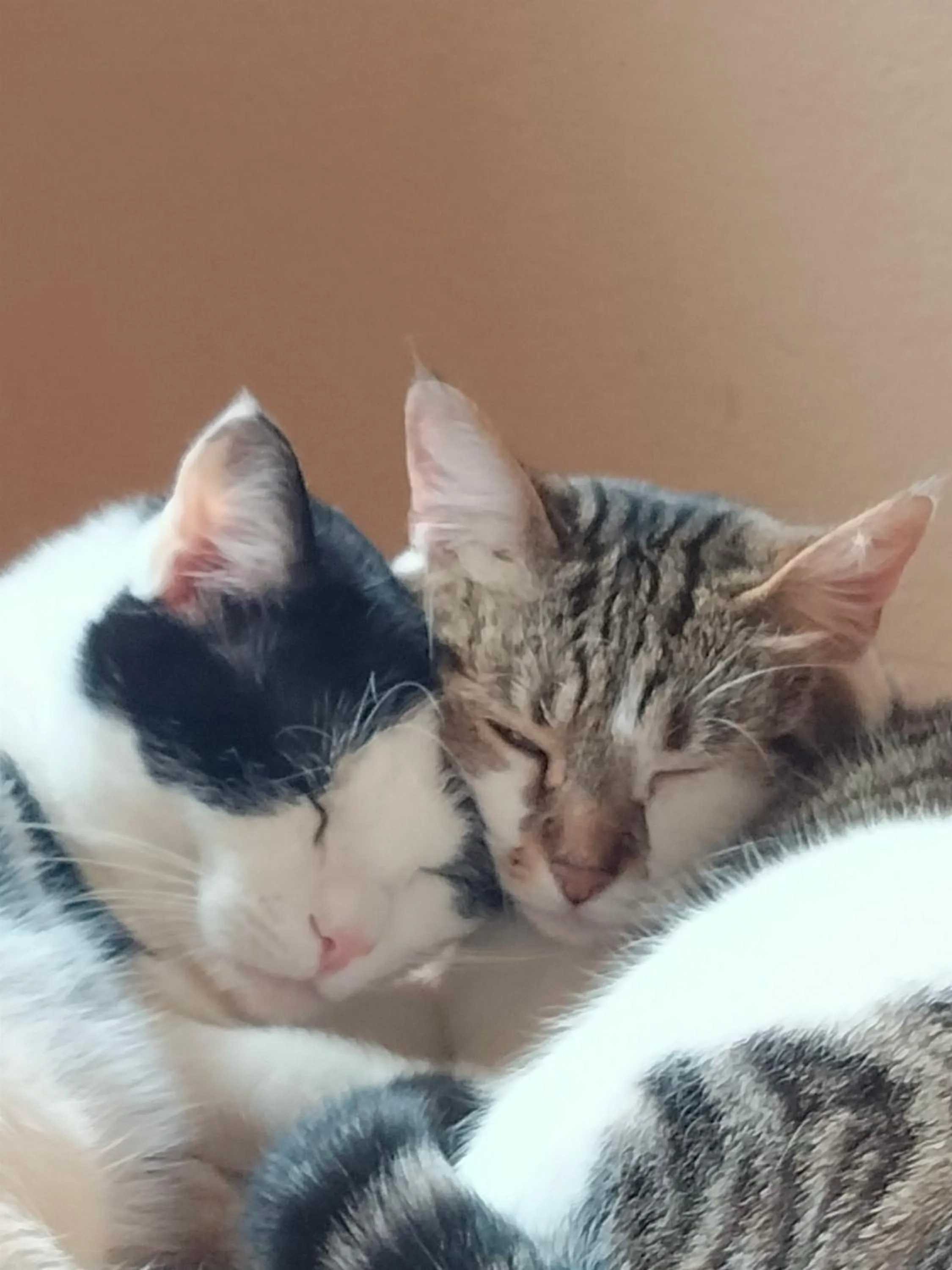 Pets in Bergchalet Hotel Reinerhof