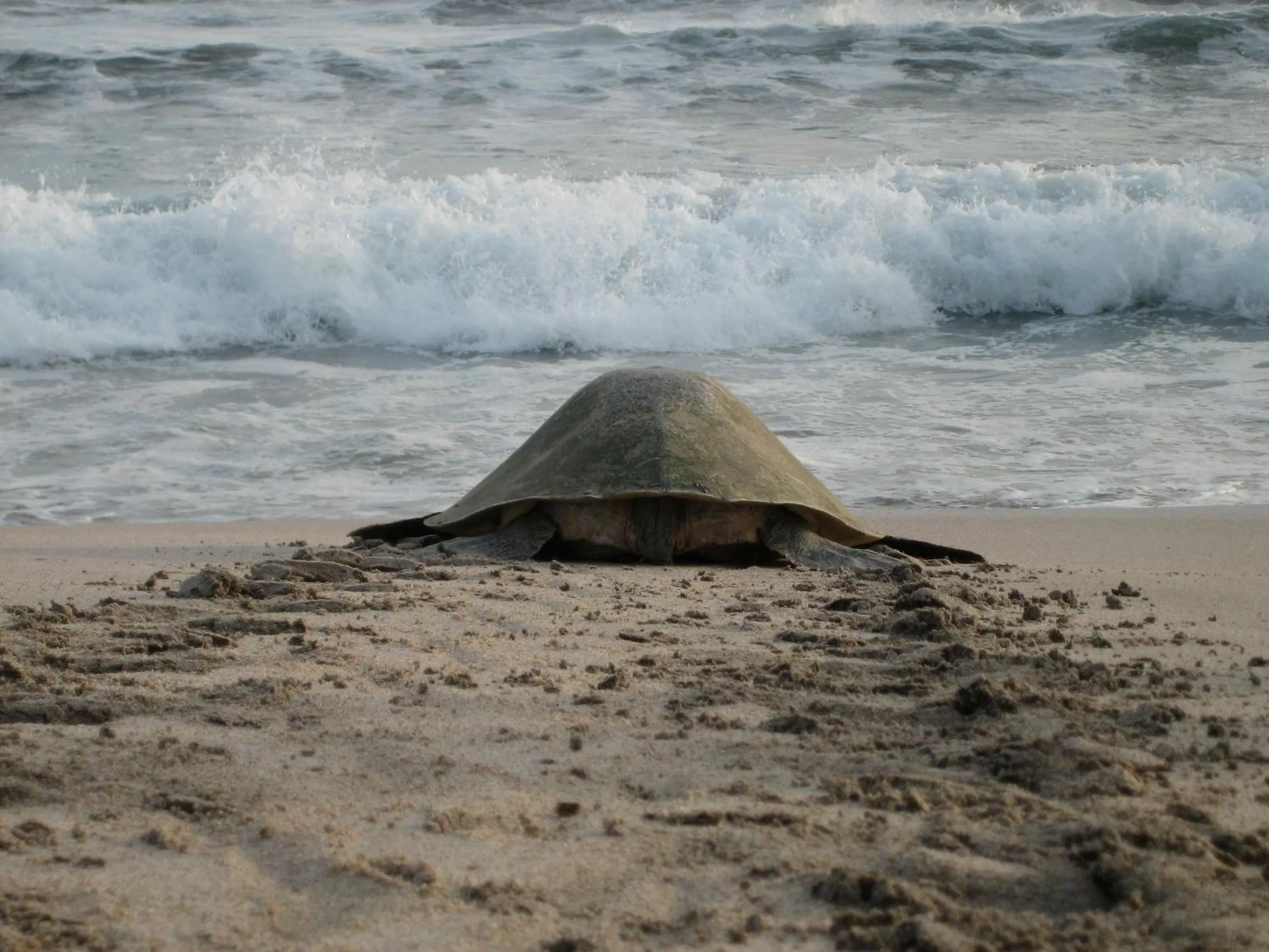 Beach in Punta Teonoste Beach Resort