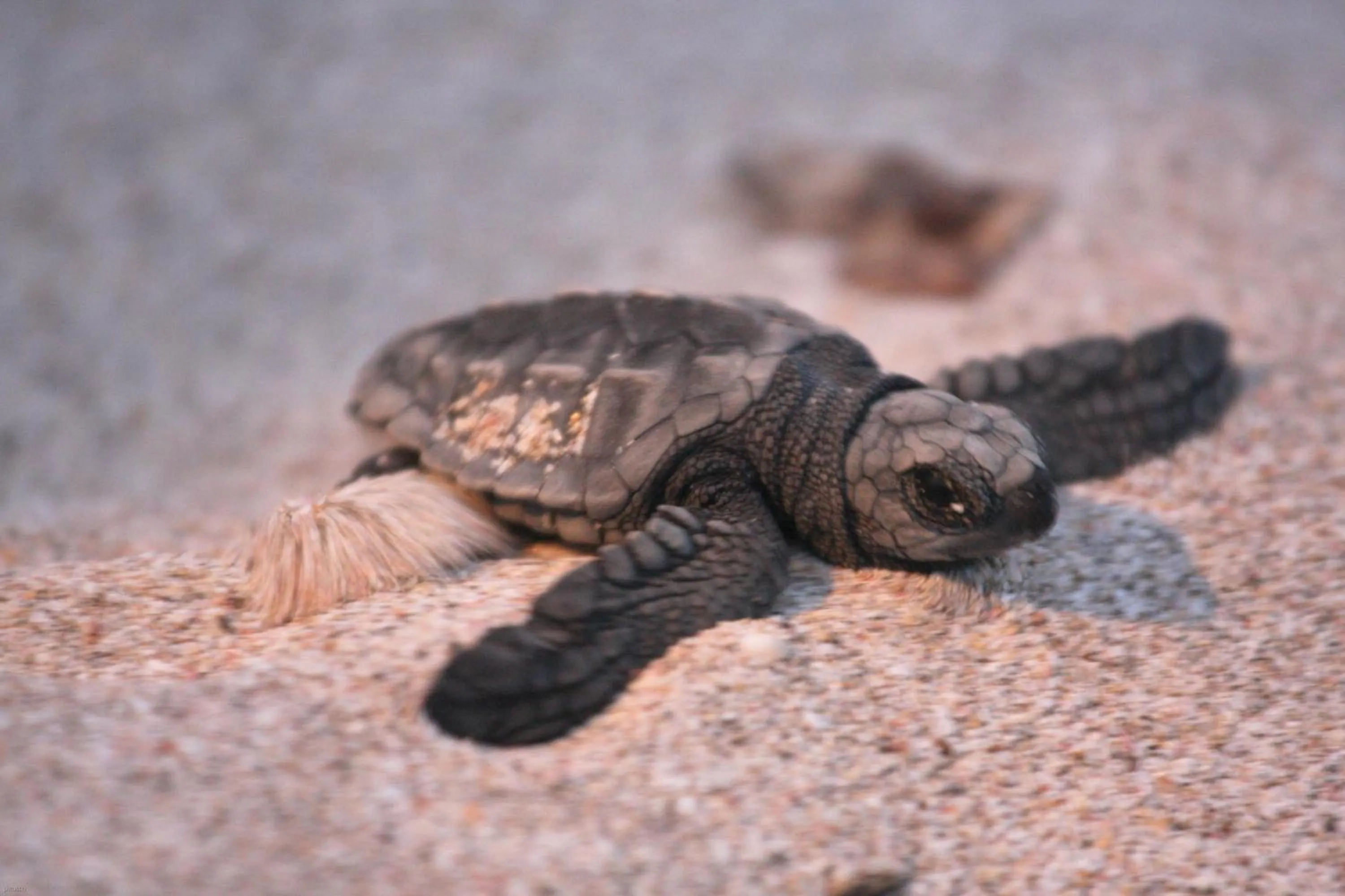 Beach in Punta Teonoste Beach Resort
