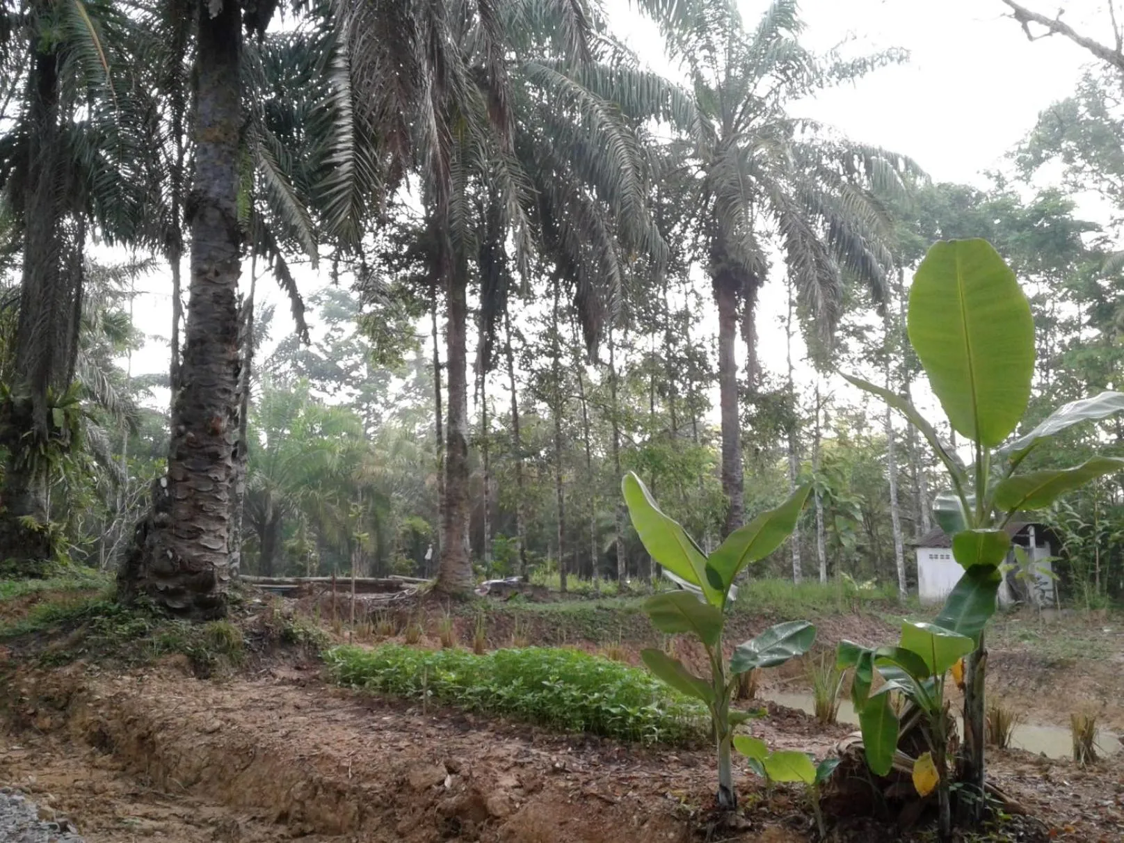 Suan Bang Bon Guest House