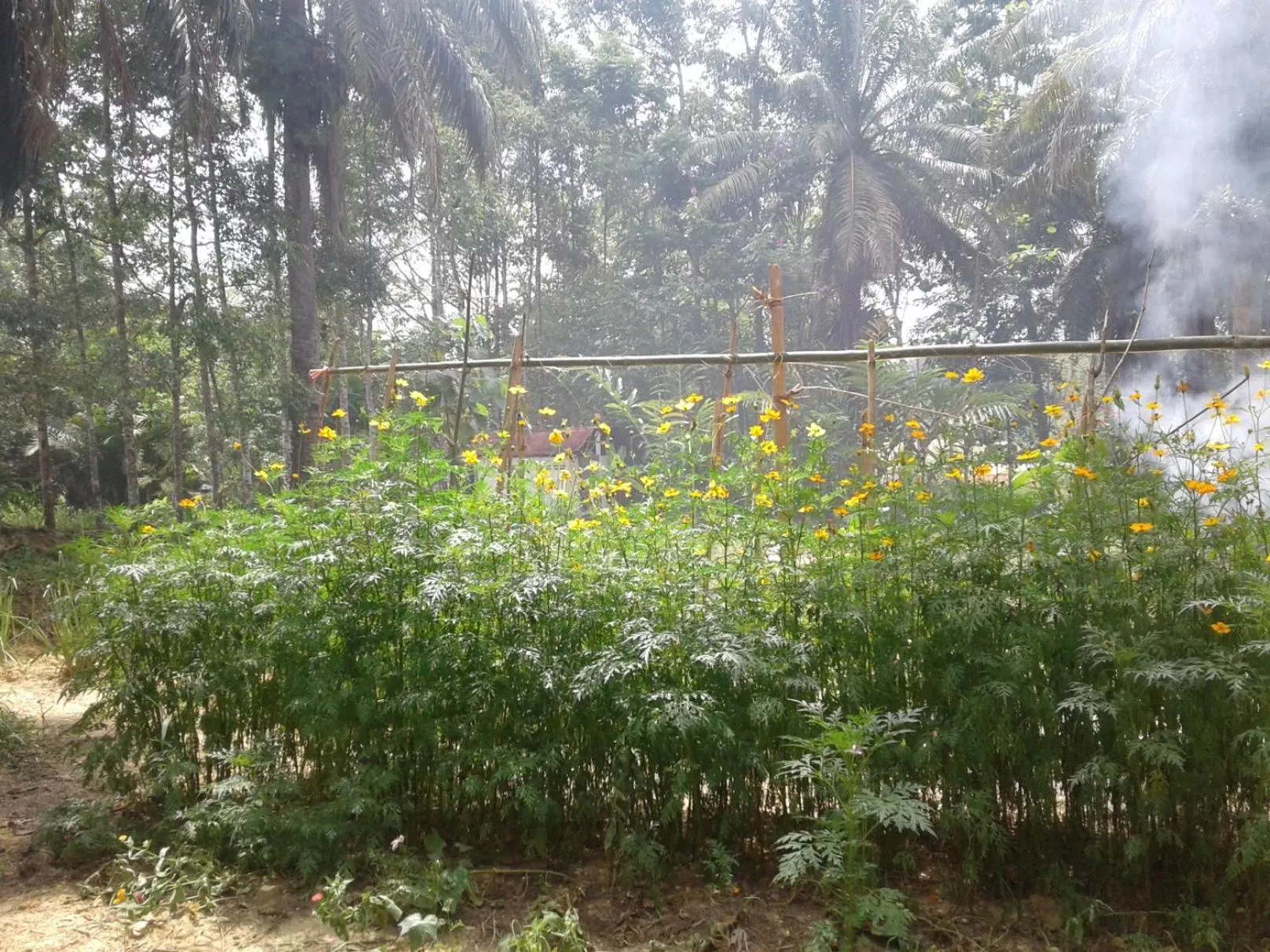 Suan Bang Bon Guest House