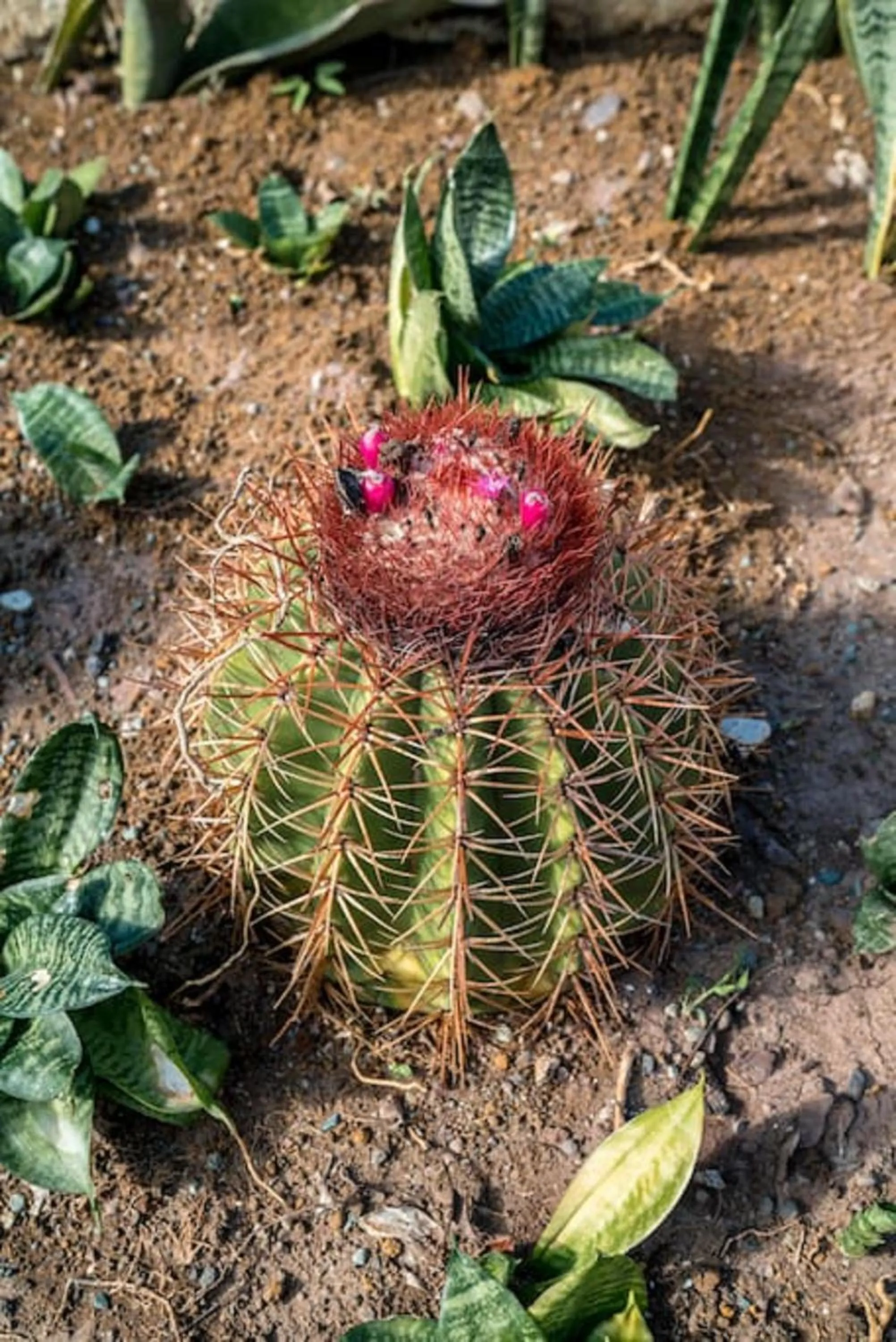 Garden in Magnificent 5-Bedroom Estate Villa, Sleeps 12