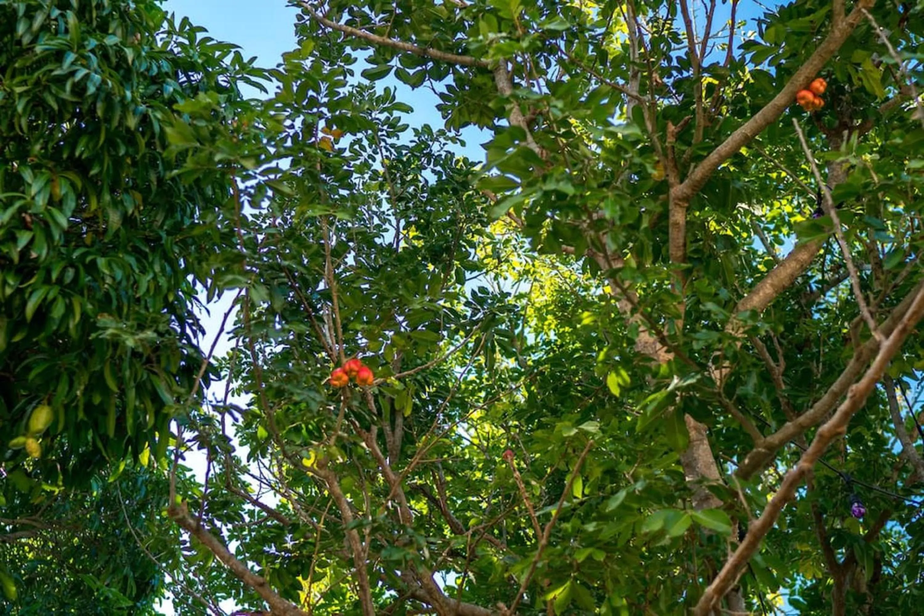 Garden in Magnificent 5-Bedroom Estate Villa, Sleeps 12