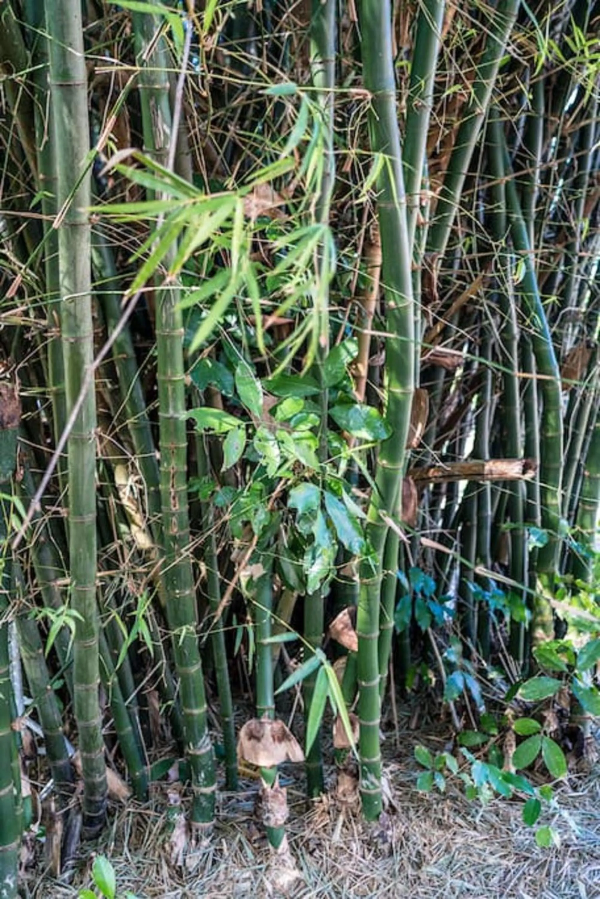 Garden in Magnificent 5-Bedroom Estate Villa, Sleeps 12