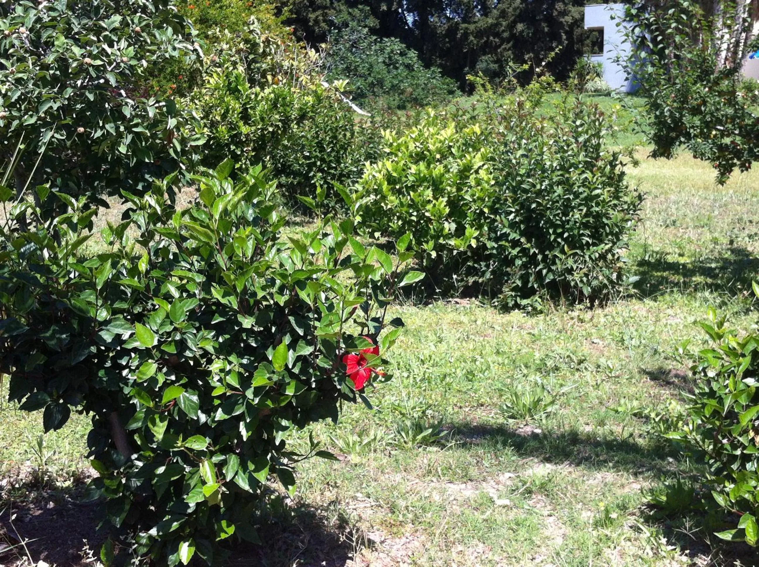 Garden in Olgas Paradise Apartments