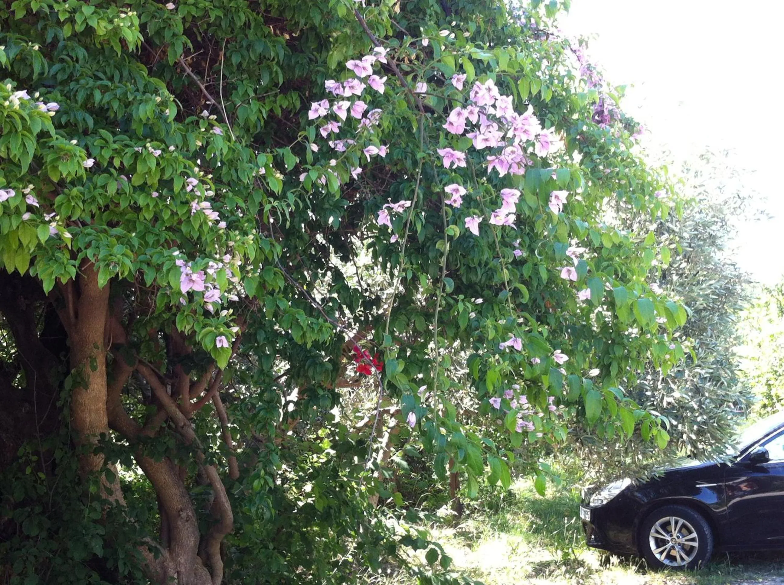 Olgas Paradise Apartments