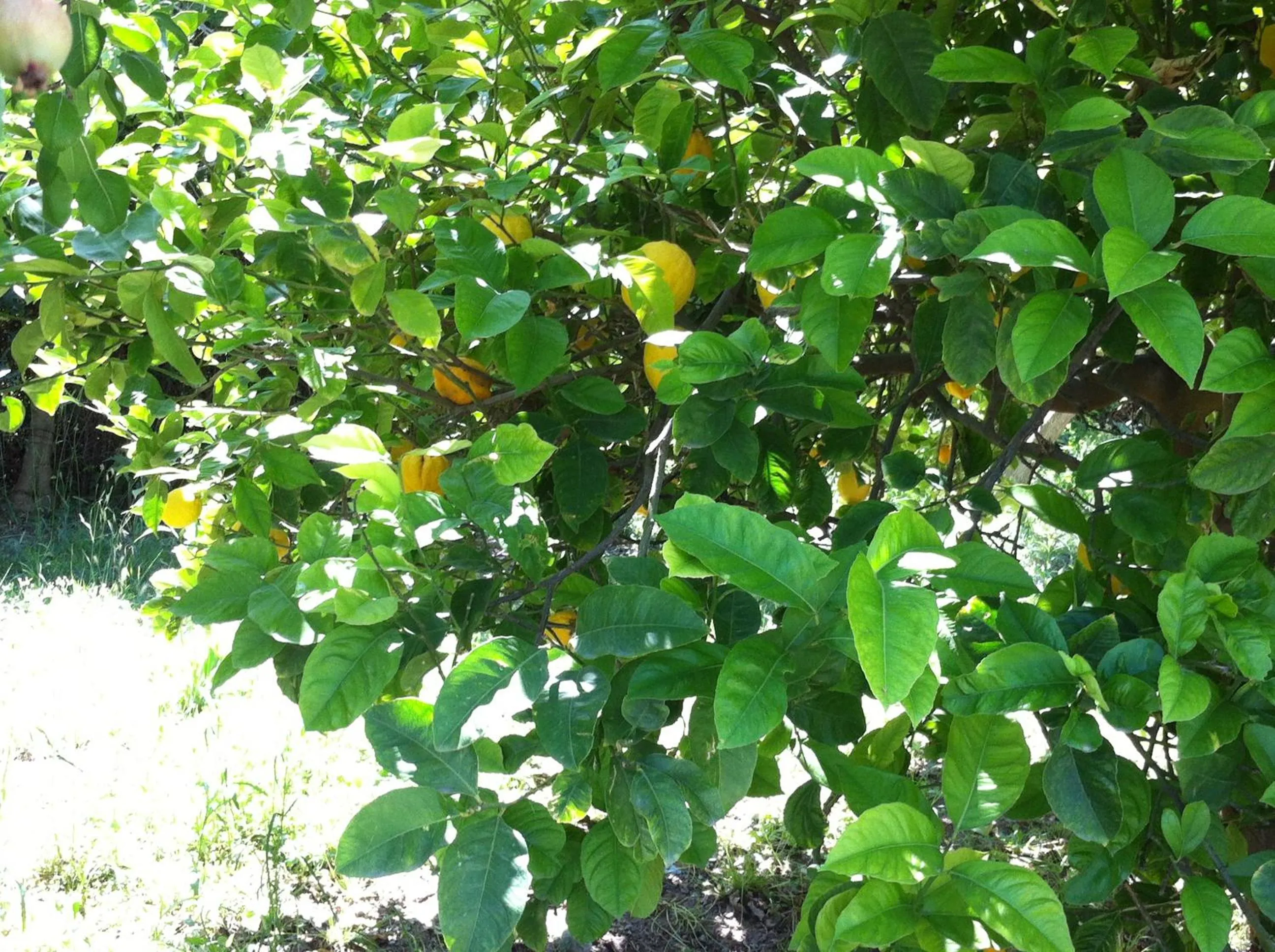 Garden in Olgas Paradise Apartments