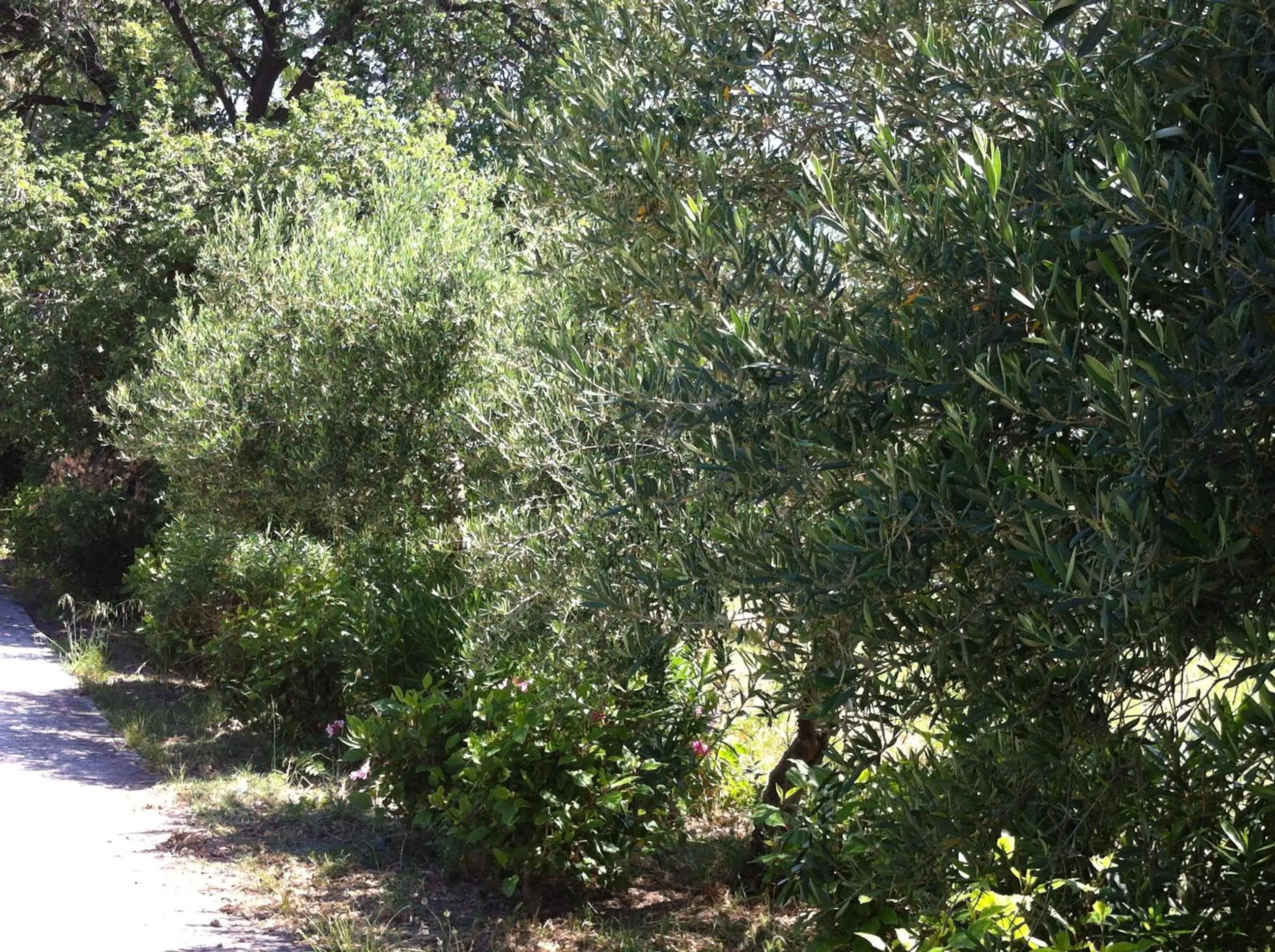 Garden in Olgas Paradise Apartments