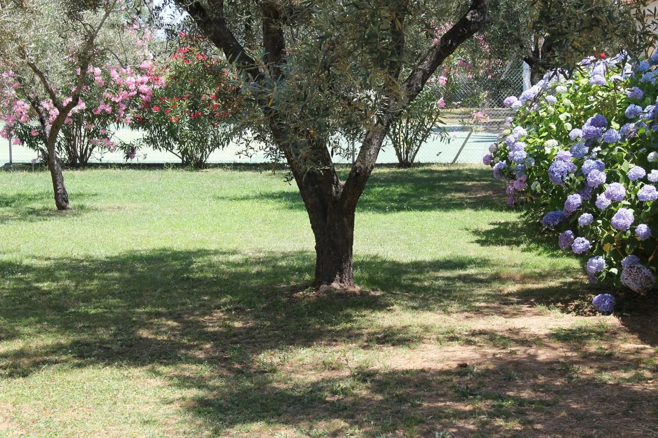 Domaine Le Clos des Oliviers