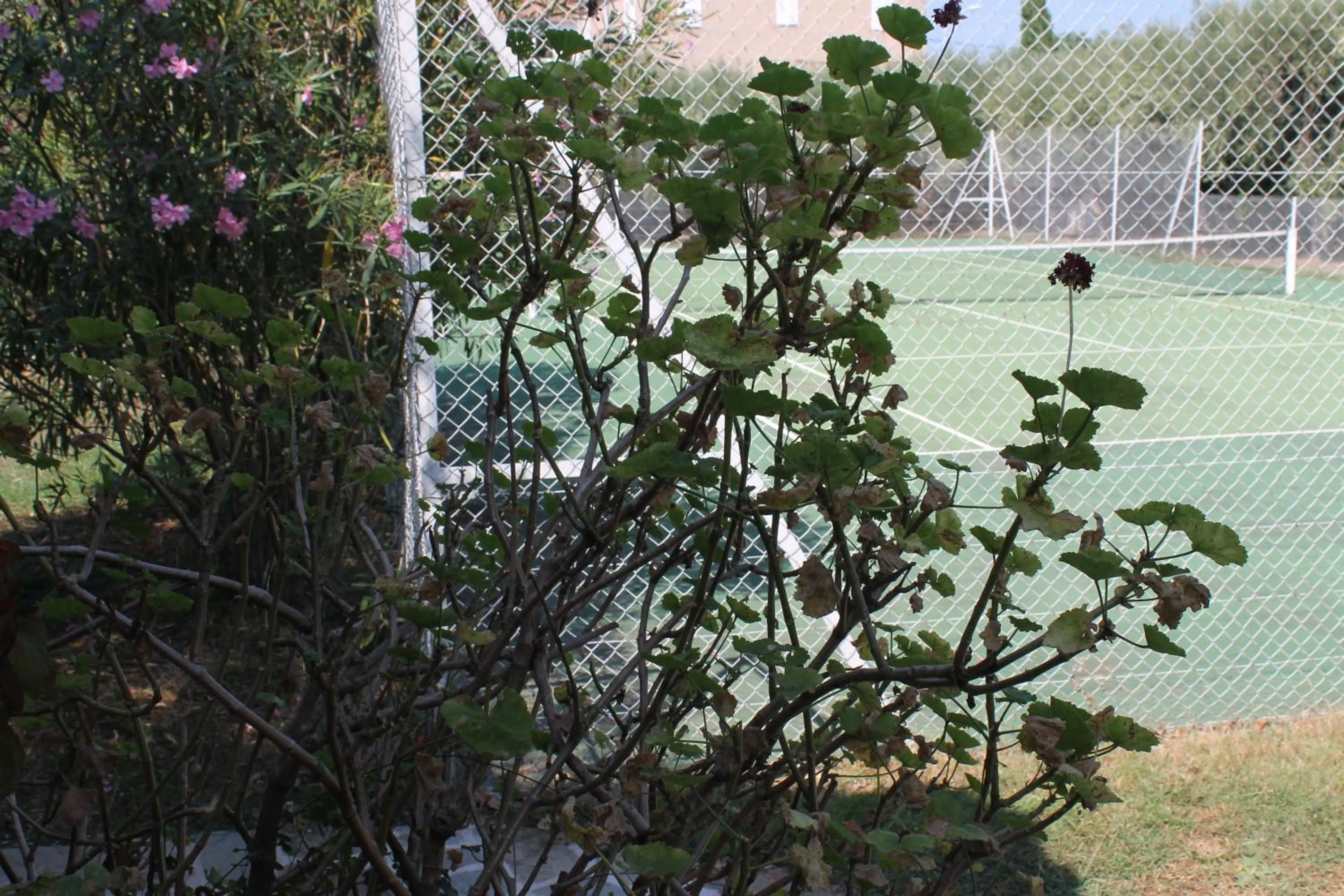 Tennis court in Domaine Le Clos des Oliviers